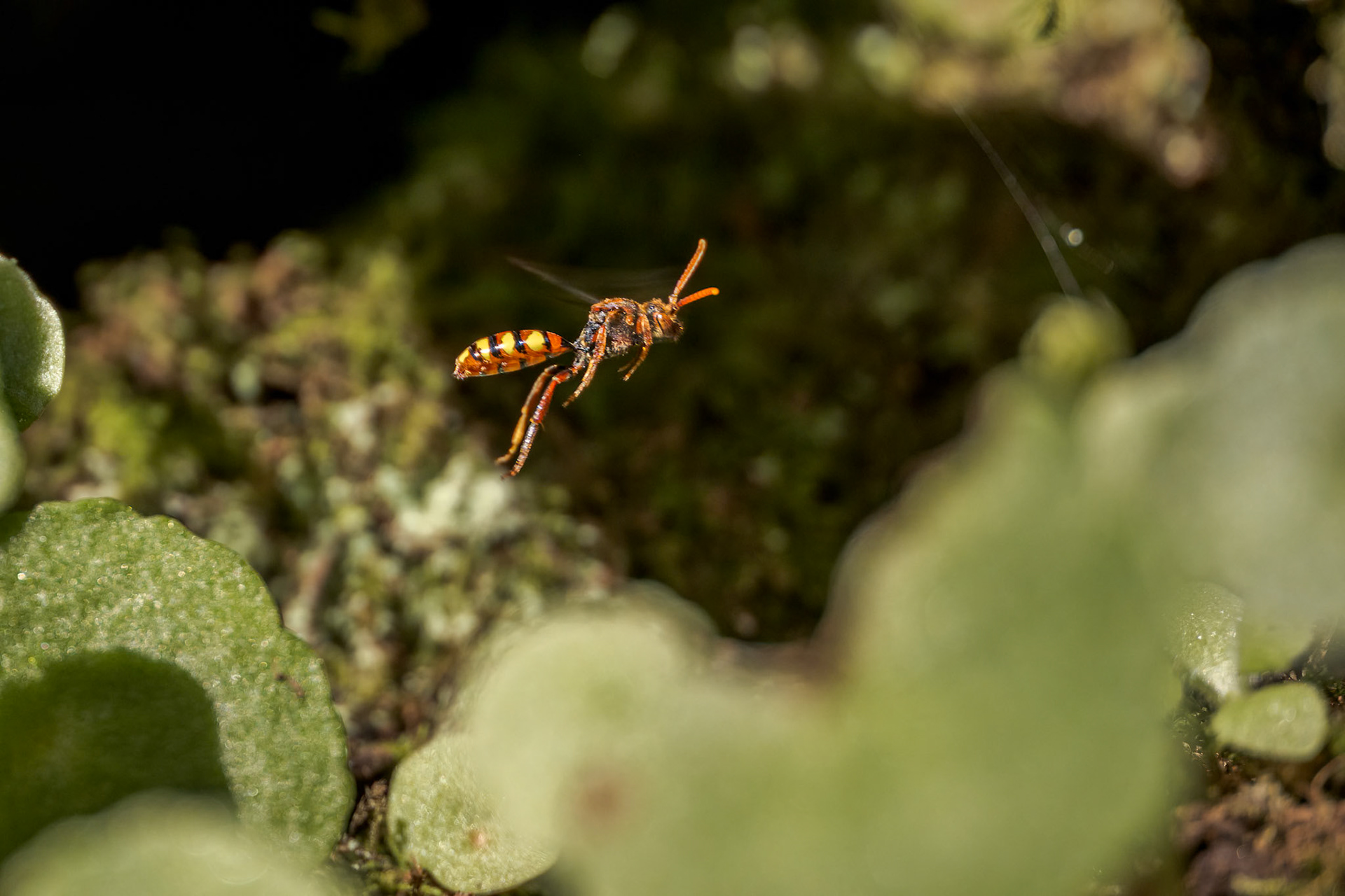 Nomad Bee (Nomada flava)