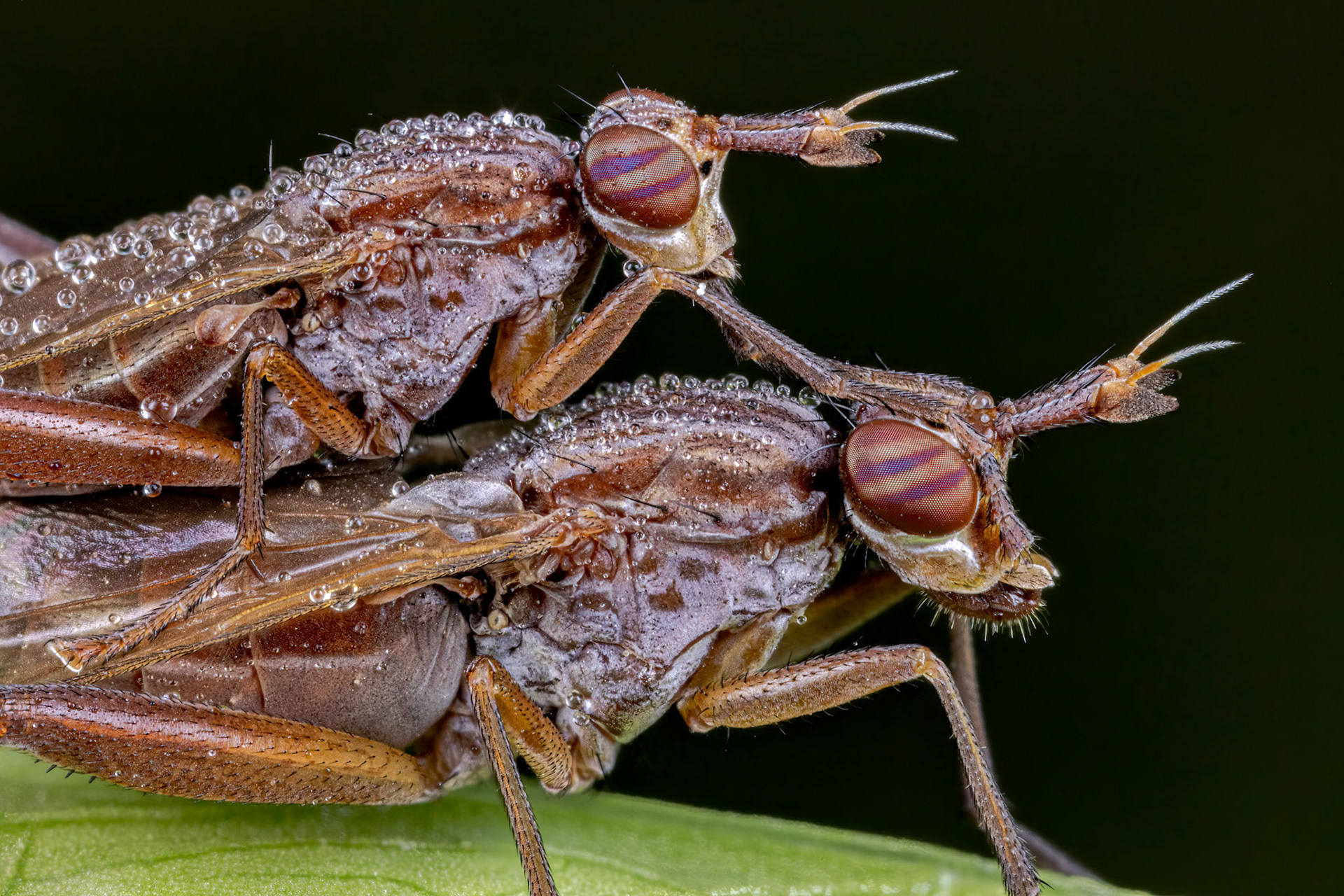 Snail-killing Flies (Genus Sepedon)