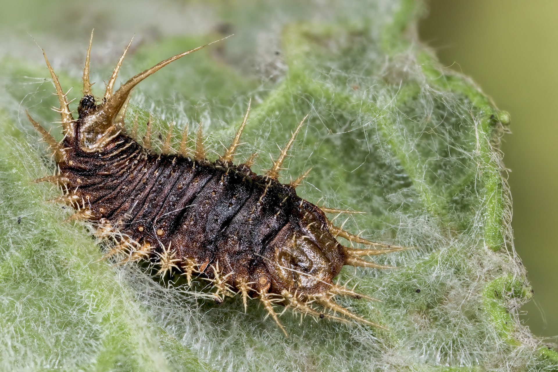 Fleabane Tortoise Beetle Pupa (Cassida murraea Linnaeus)