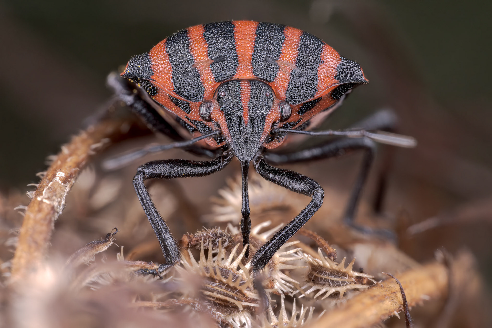 European Striped Shield Bug (Graphosoma italicum)