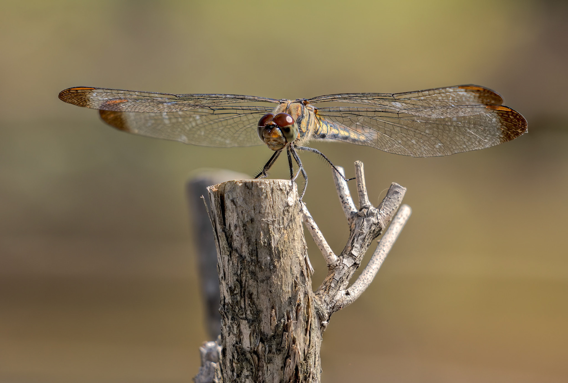 Meadowhawks (Genus Sympetrum)