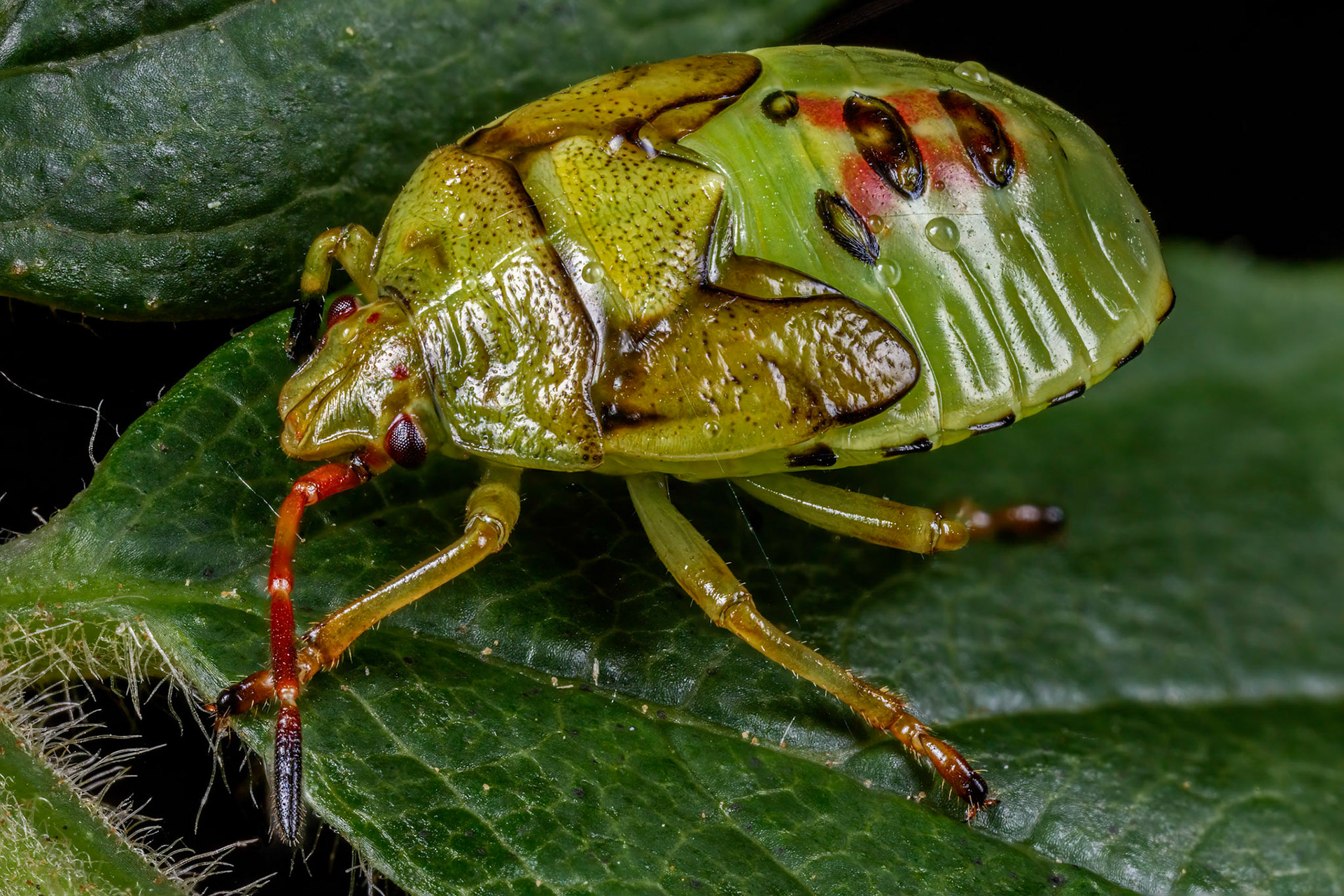 Birch Shieldbug Nymph (Elasmostethus interstinctus)