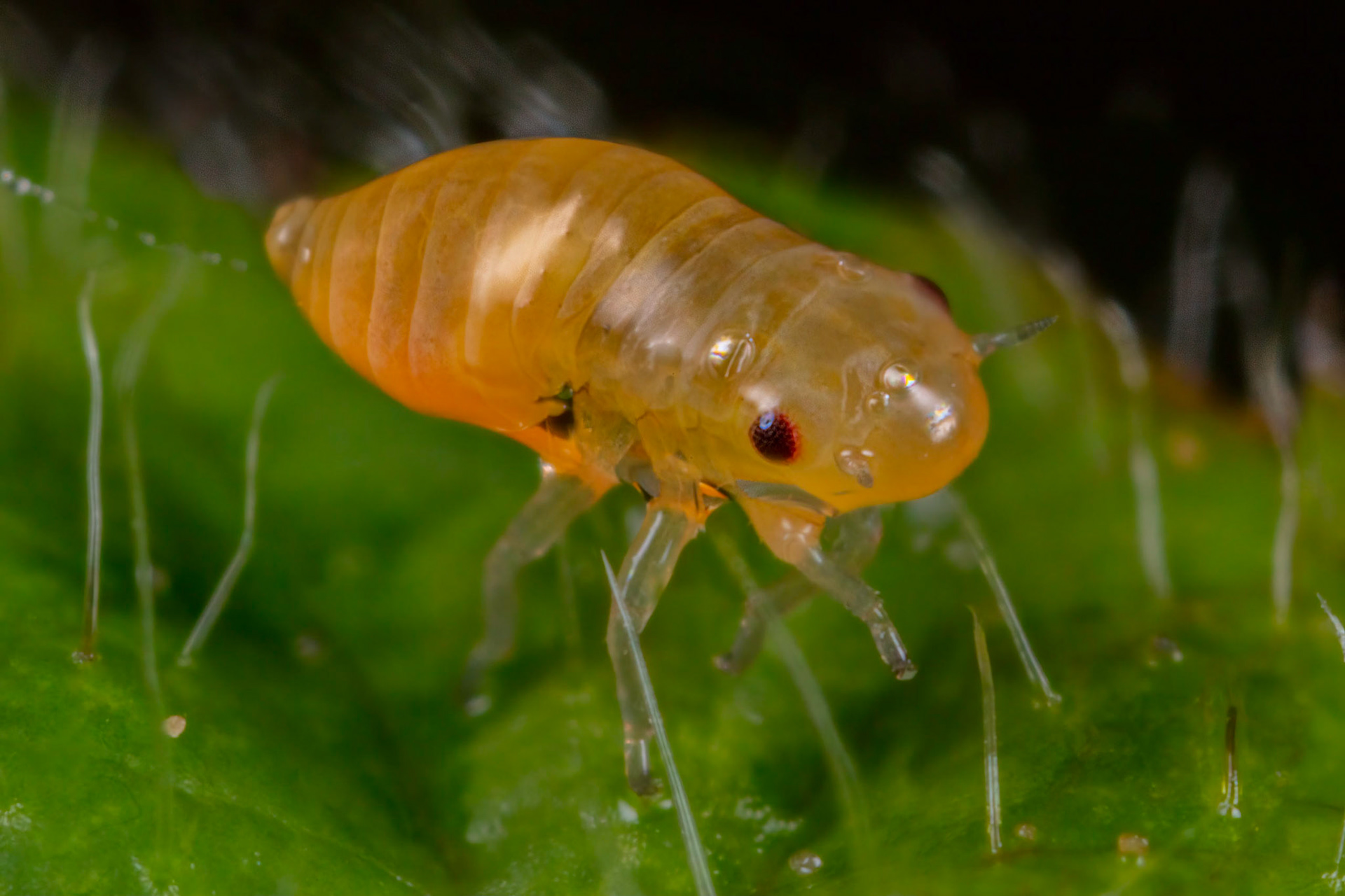 Spittlebug (Philaenus spumarius)