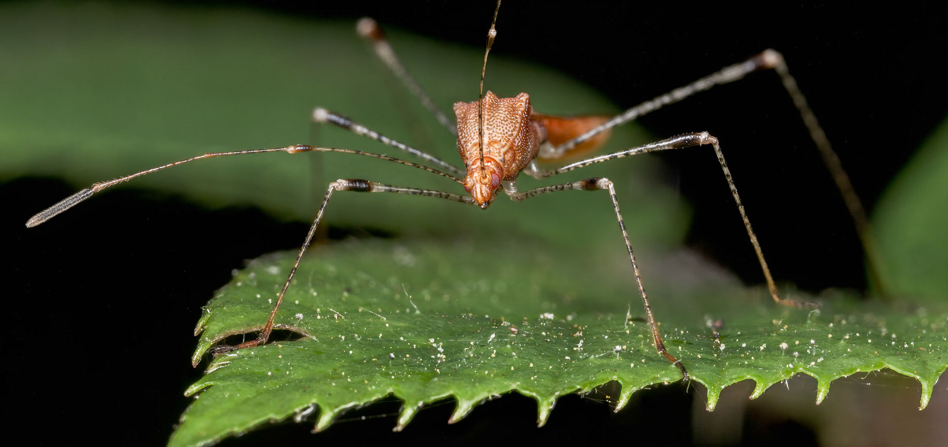 Stilt Bug (Metatropis rufescens)