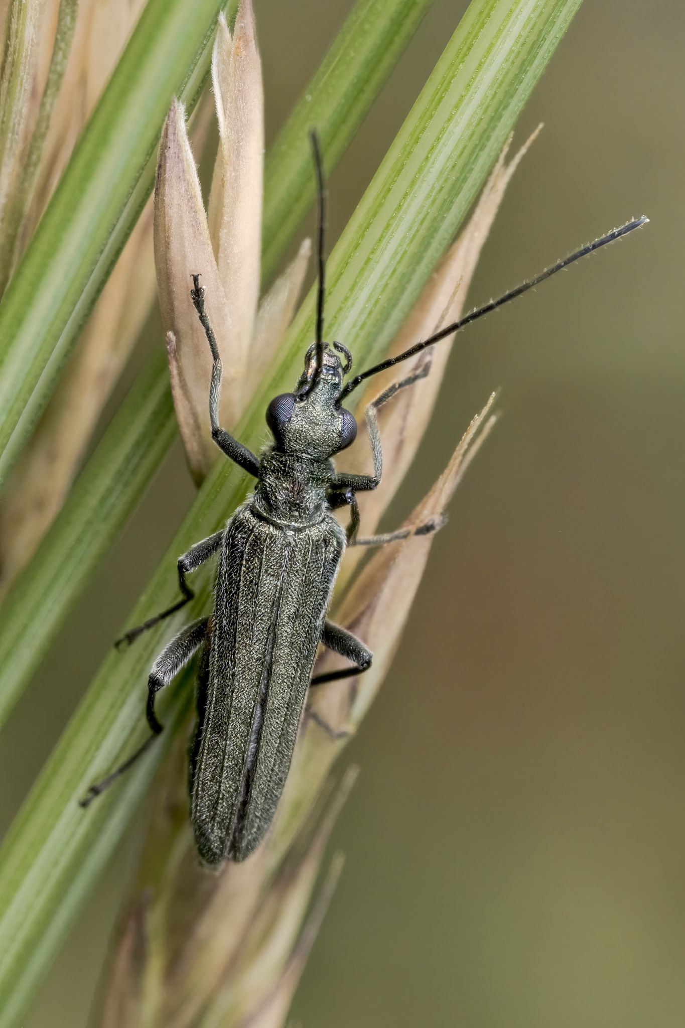 False blister beetles