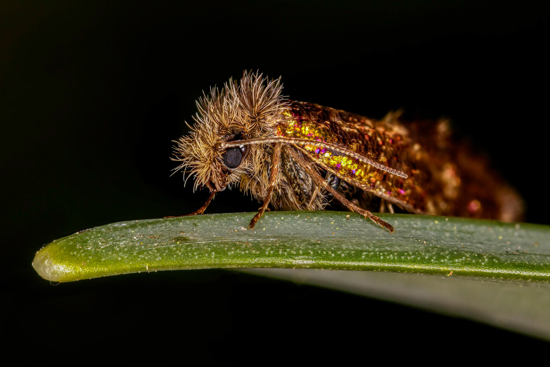 Eriocrania subpurpurellaOne or 6 moths in the the family of the Eriocraniidae.Photo Stack: 22Crop: 3x2Magnification: 6xOrder:	LepidopteraSuborder:	GlossataInfraorder:	DacnonyphaHinton, 1946 sensu Minet, 2002[1]Superfamily:	EriocranioideaFamily:	EriocraniidaeEriocraniidae is a family of moths restricted to the Holarctic region, with six extant genera. These small, metallic moths are usually day-flying, emerging fairly early in the northern temperate Spring. They have a proboscis with which they drink water or sap. The larvae are leaf miners on Fagales, principally the trees birch (Betula) and oak (Quercus) but a few on Salicales and Rosales.https://en.wikipedia.org/wiki/Eriocraniidaehttps://www.ukmoths.org.uk/thumbnails/eriocraniidae