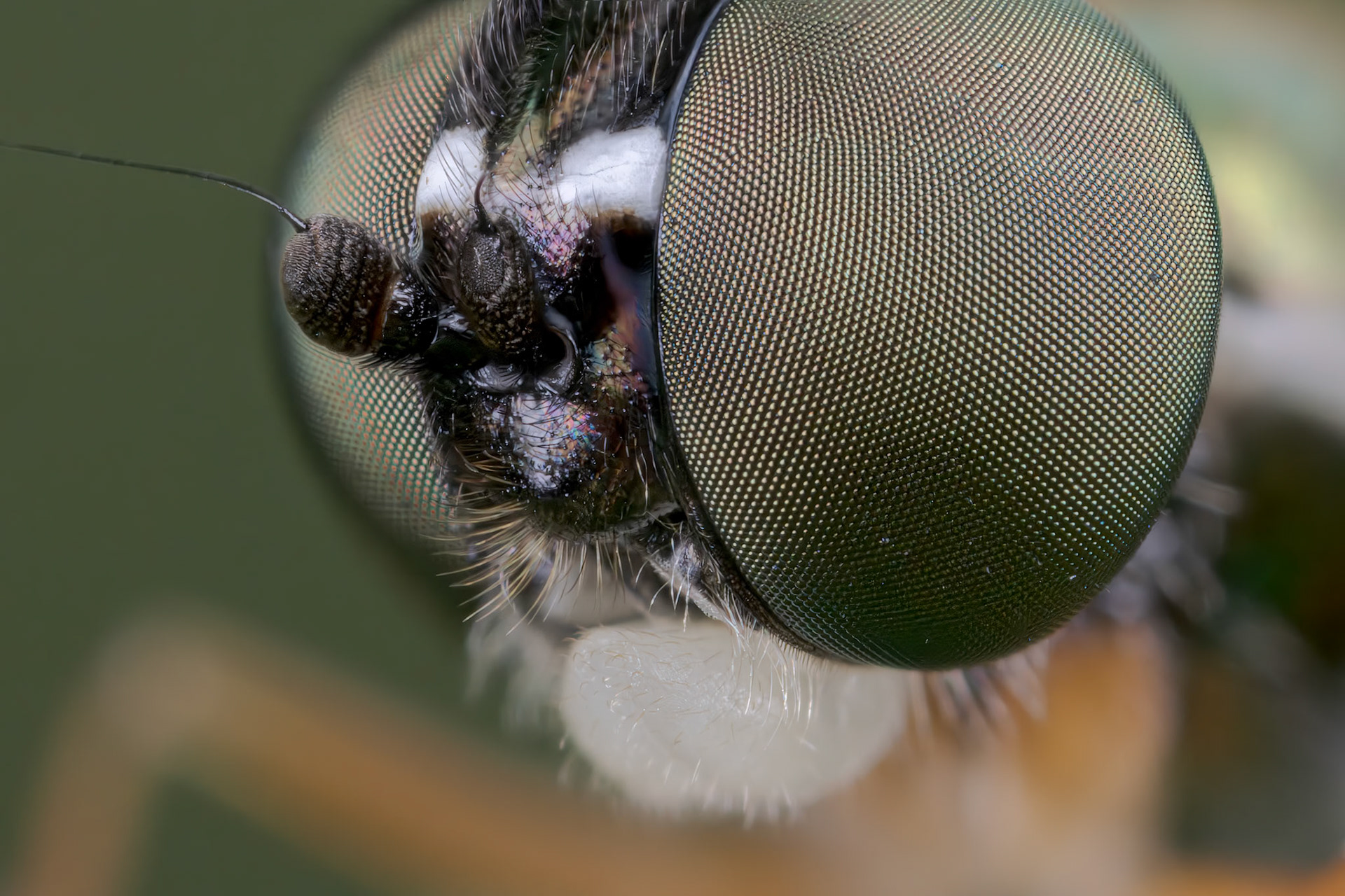 Twin-spot Centurion (Sargus bipunctatus)