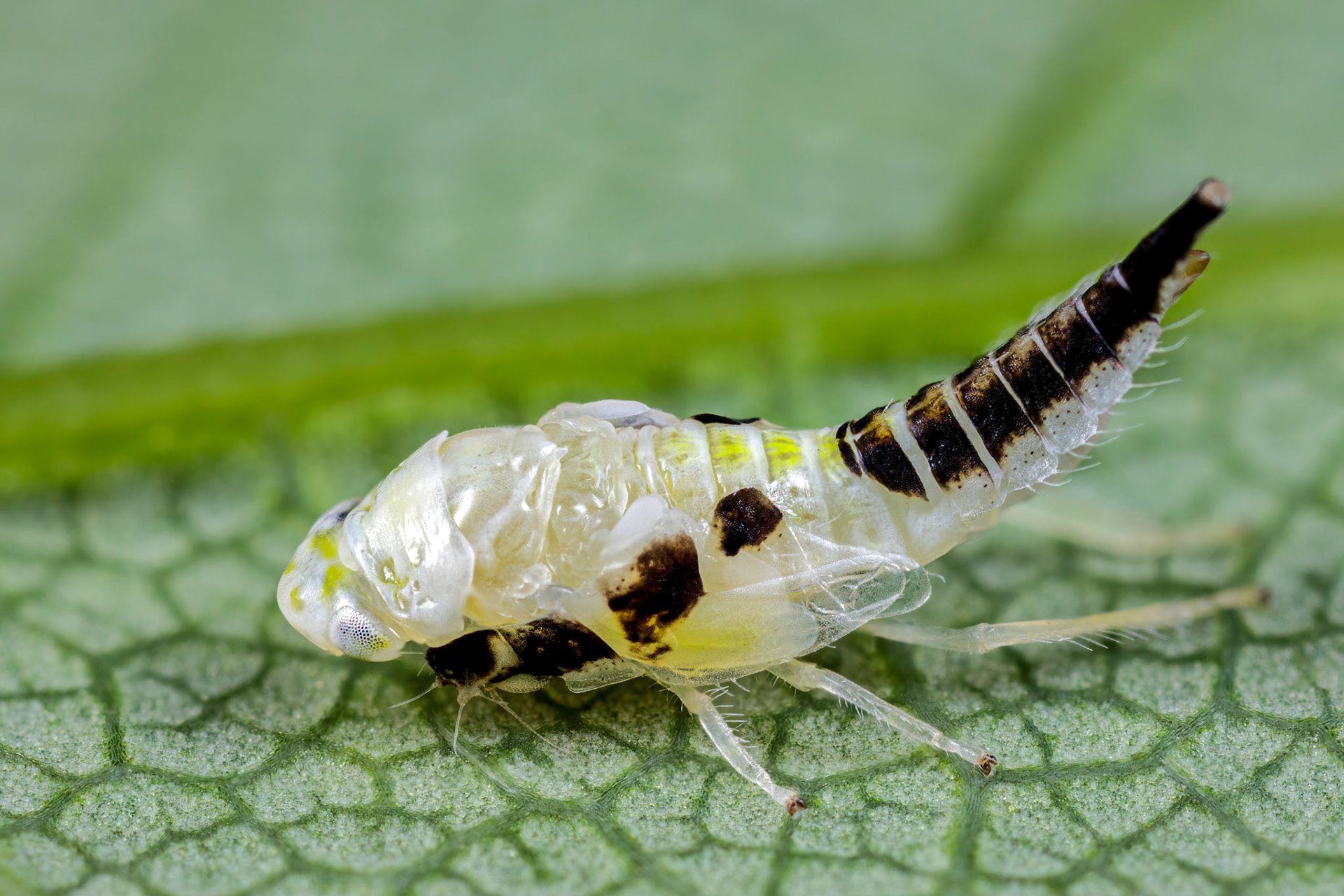 Leafhopper (Eurhadina loewii)