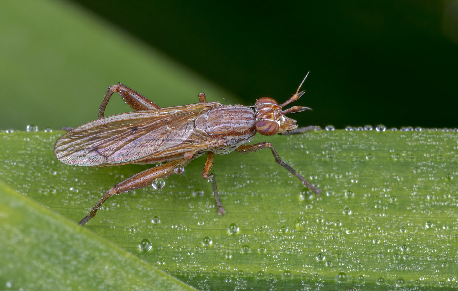 Snail-killing Fly (Genus Sepedon)
