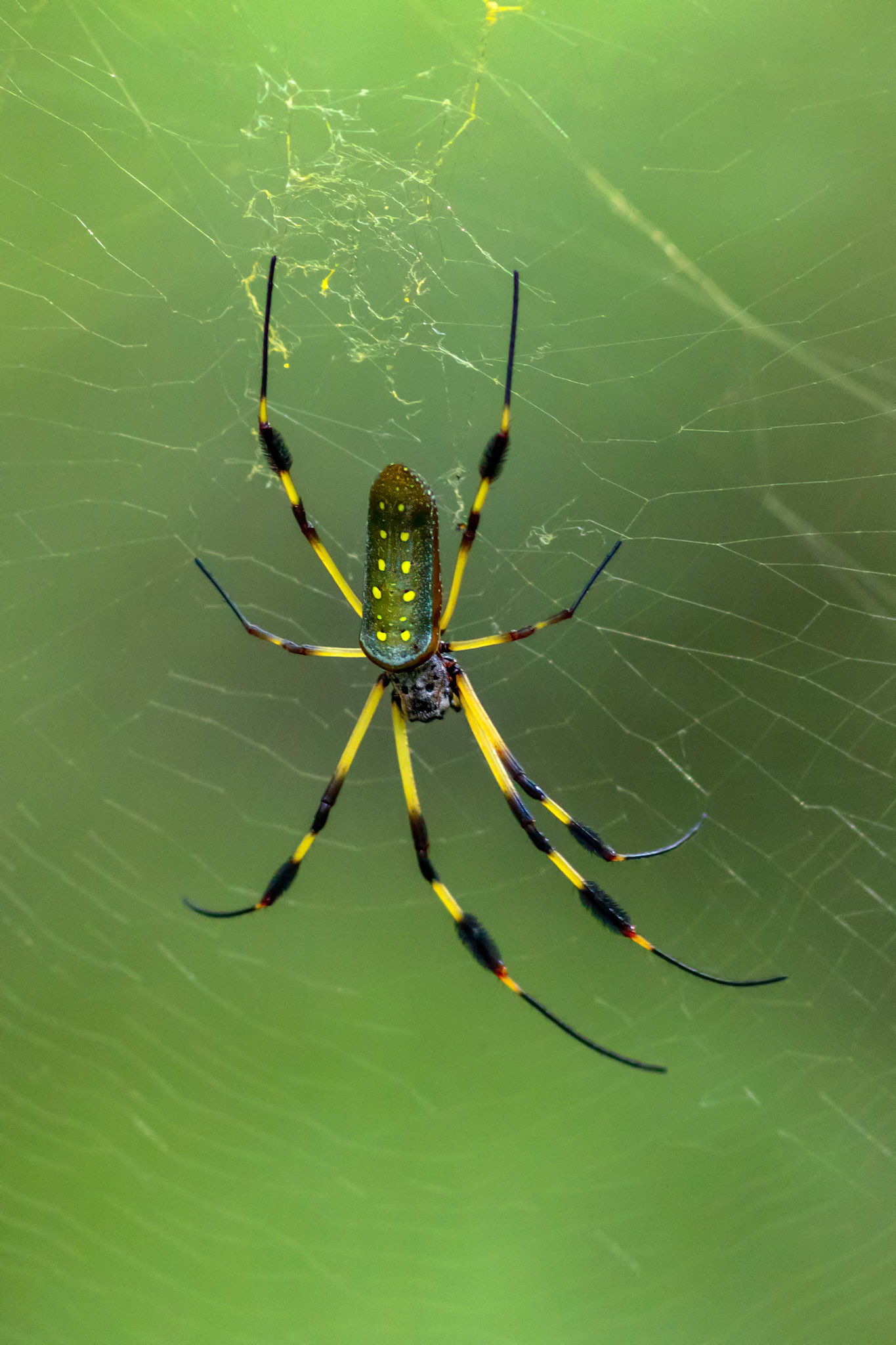 Golden Orb Weaver