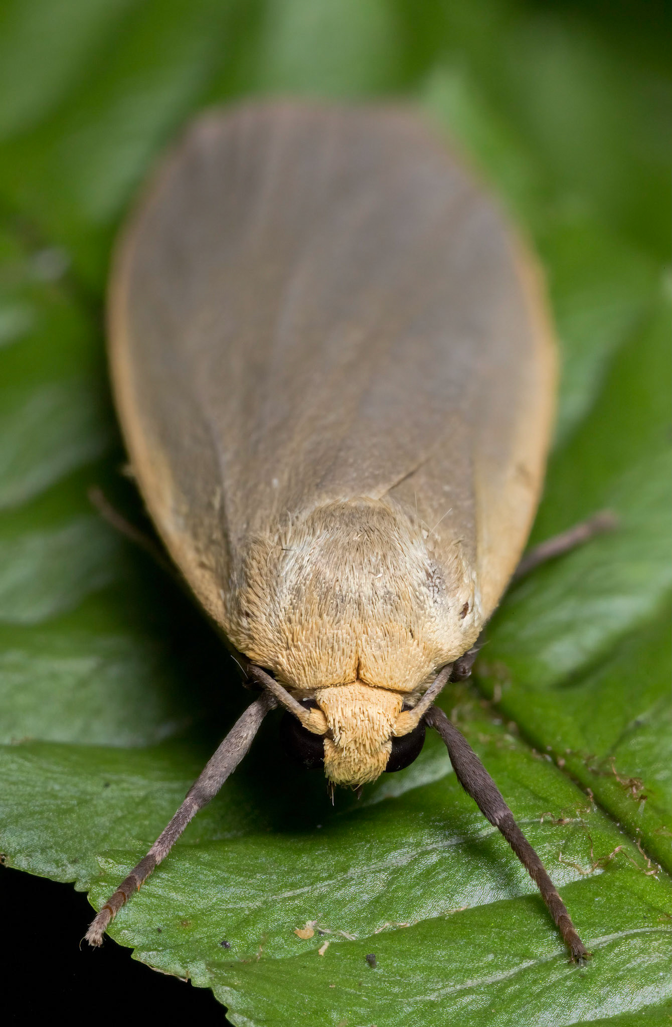 Photo Stack: 37Crop: 2x3Magnification: 6xDingy Footman Eilema griseolaWingspan 32-40 mm.Several of the Eilema species can be difficult to tell apart, but this moth has broader, more rounded forewings than many of the others. It can be quite greyish, but a yellowish form, ab. straminola does occur in places.It flies in July and August, and can be found around damp woodland, fens and sea-cliffs.It is fairly common in the southern half of England and Wales, and feeds on various lichens.https://www.ukmoths.org.uk/species/eilema-griseola/ab-stramineola/