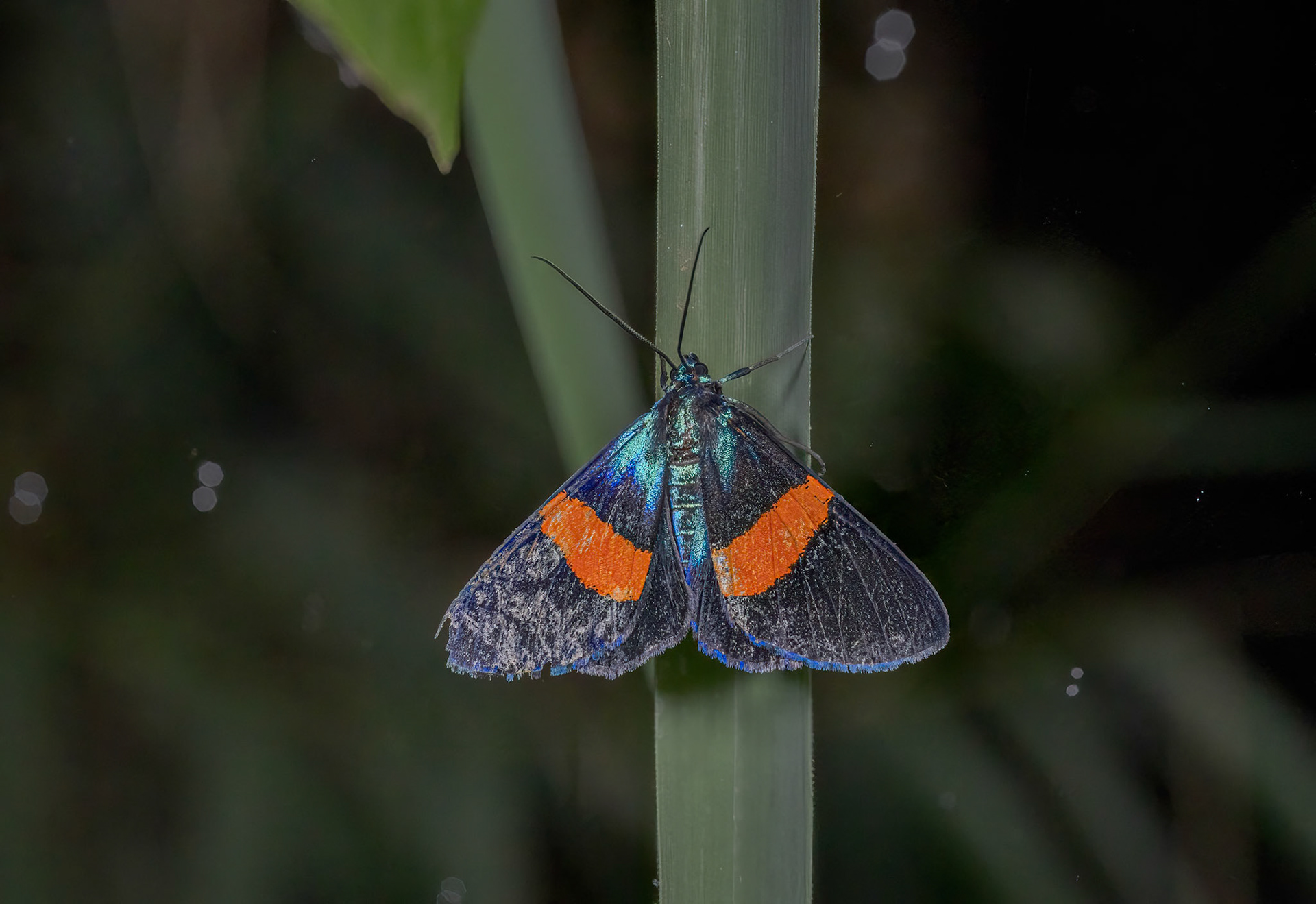 Cyanopepla