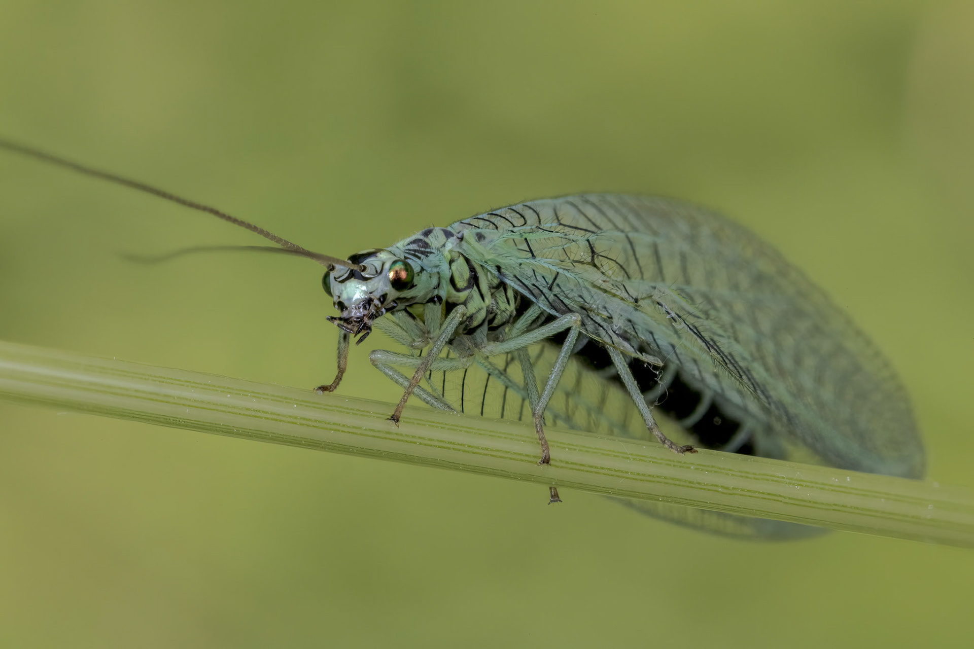 Pearl Lacewing (Chrysopa perla)