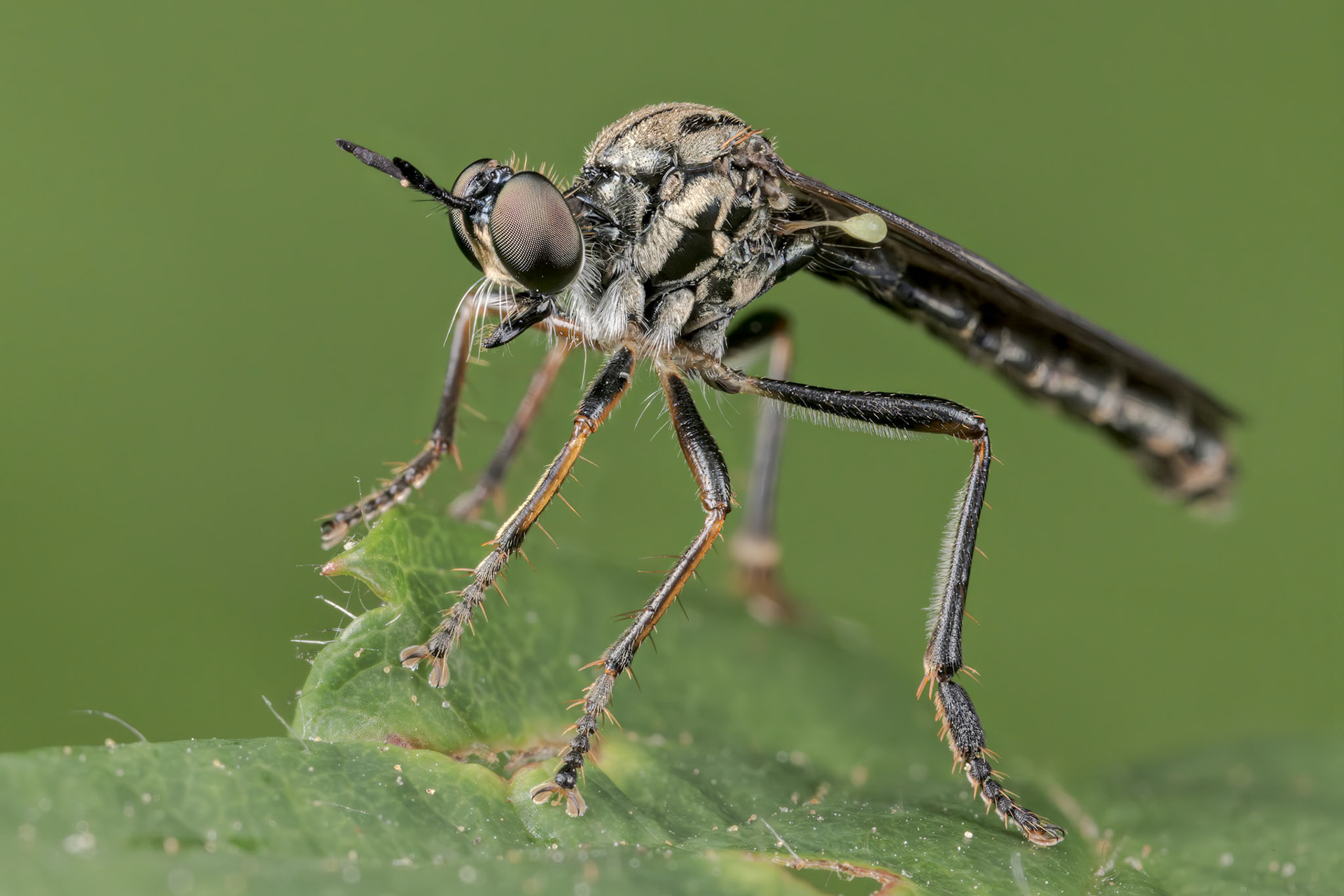 Robberfly (Dioctria baumhaueri)