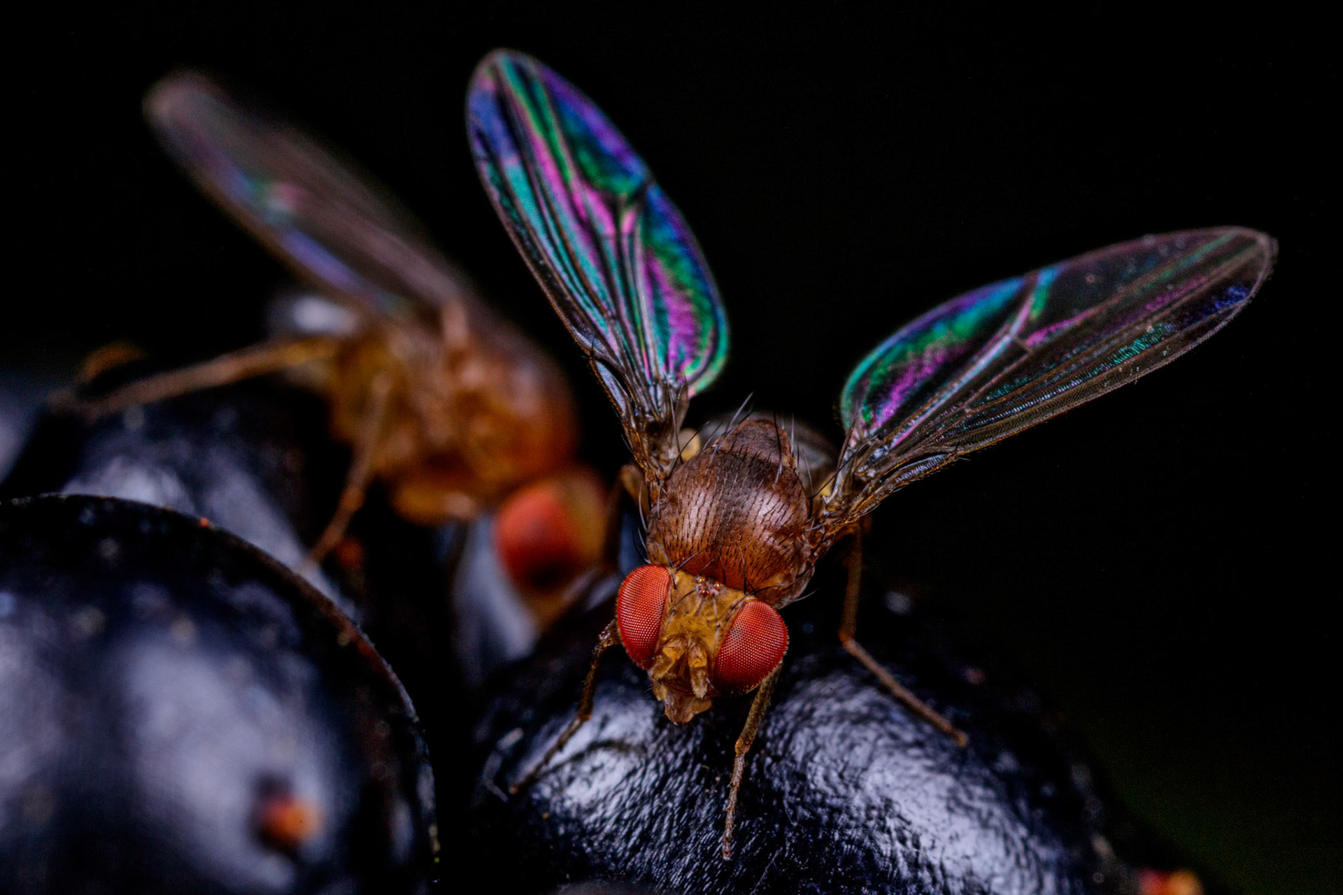 Fruit Fly (Tephritidae)