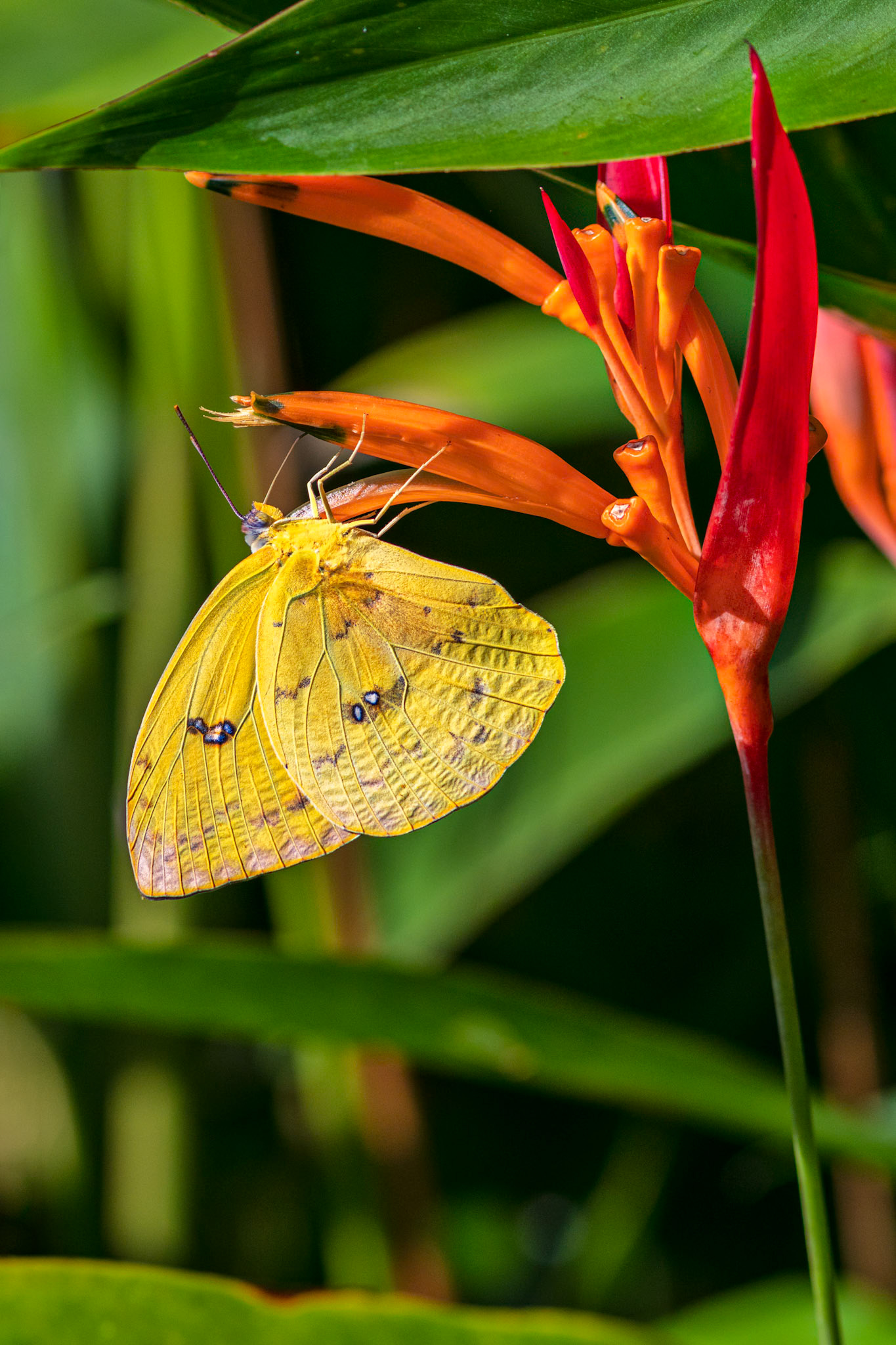 Cloudless sulphur (Phoebis Sennae)
