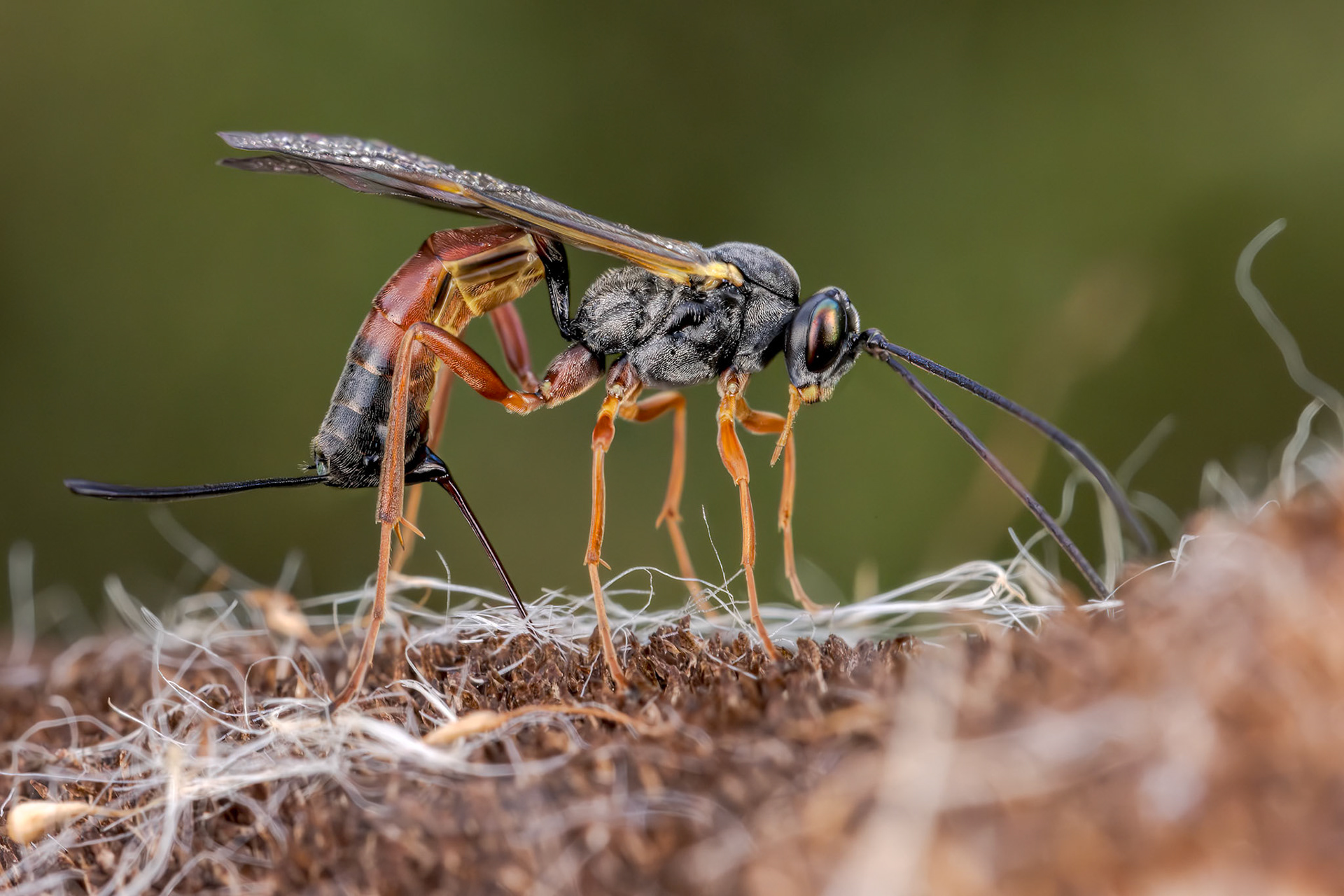 Ichneumonid Wasp (Lissonota lineolaris)
