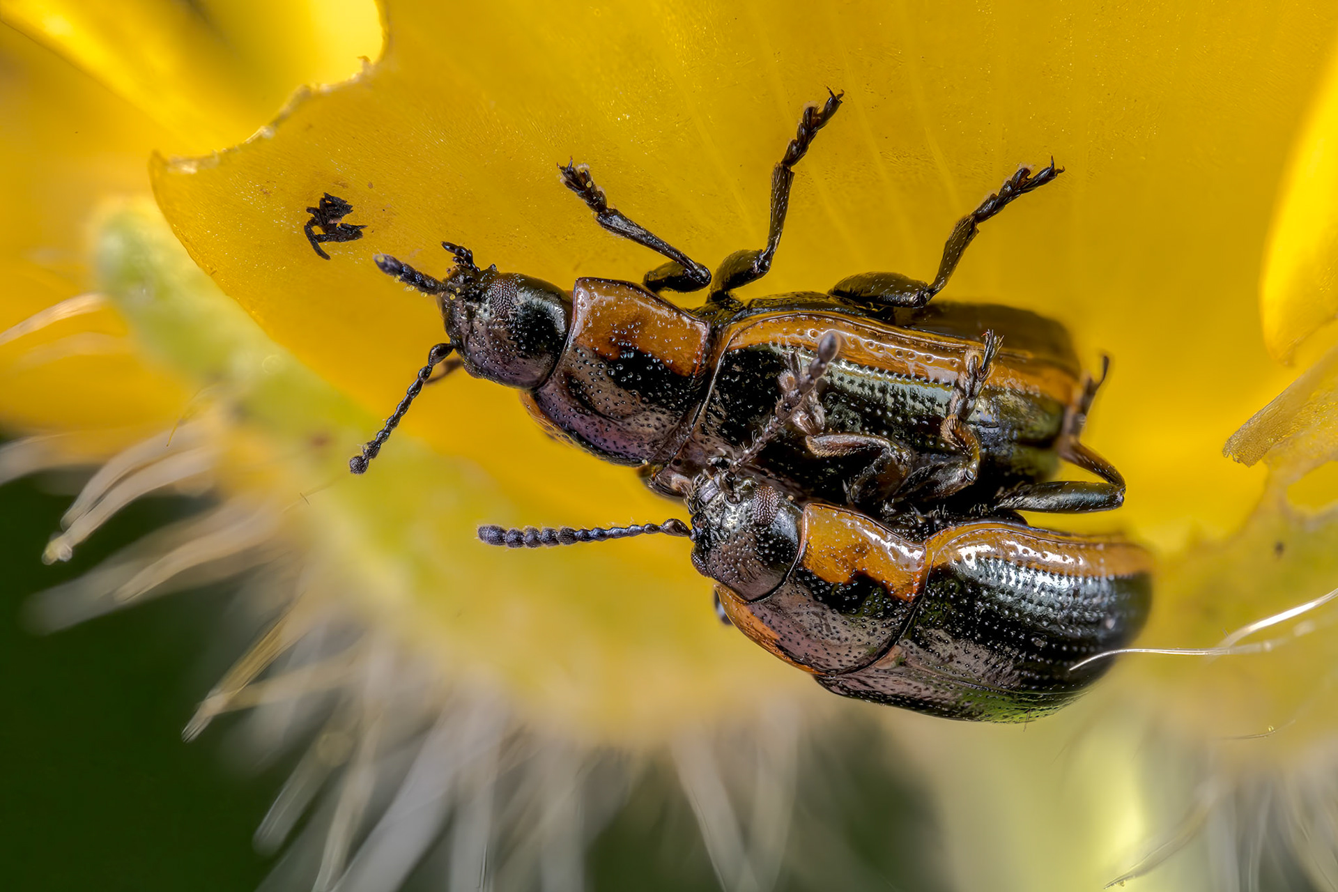 Leaf Beetle (Hydrothassa marginella)