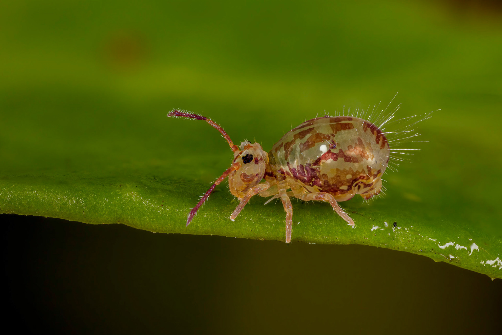 Springtail (Dicyrtomina saundersi)