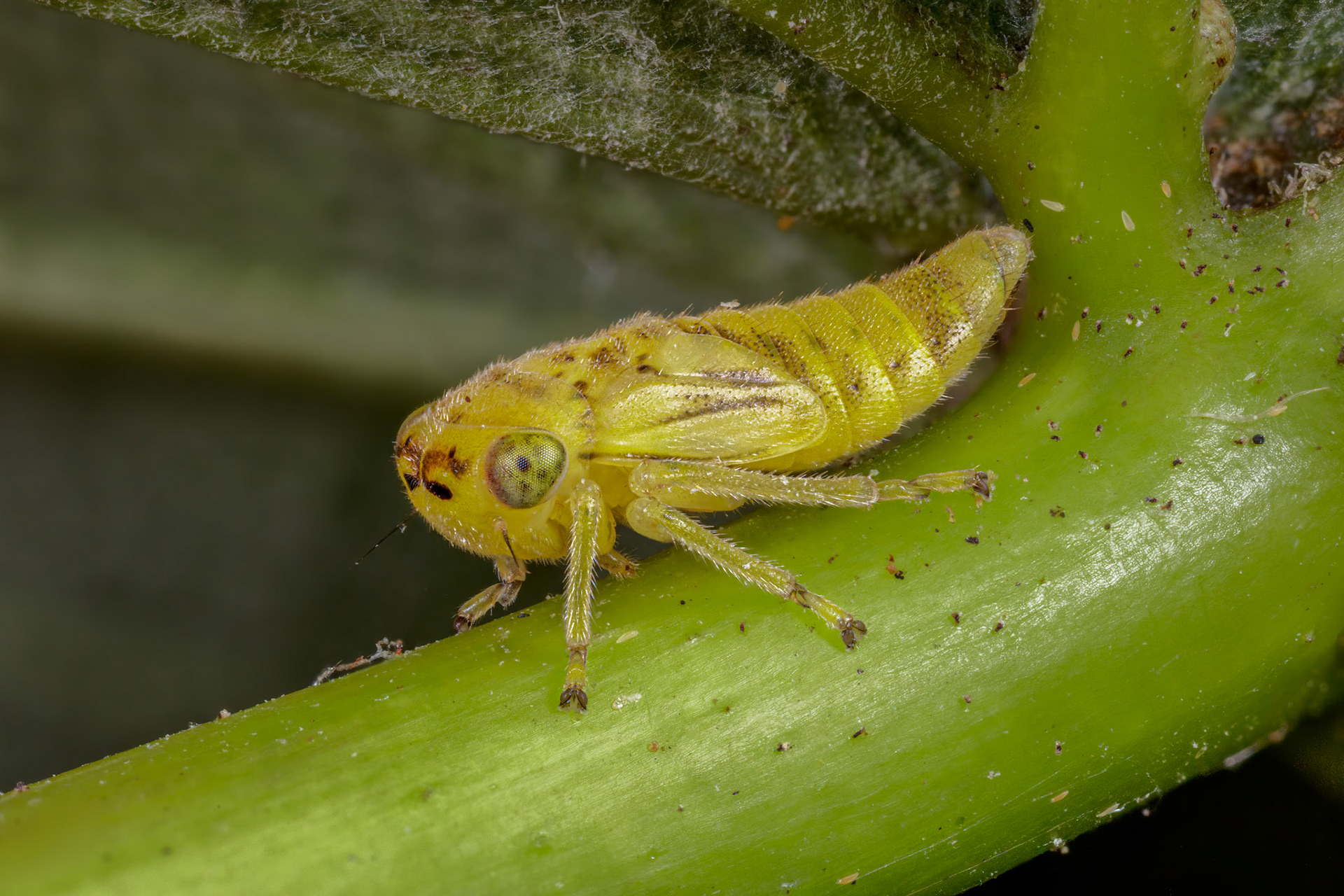 Uknown Leafhopper Nymph (Cicadellidae)