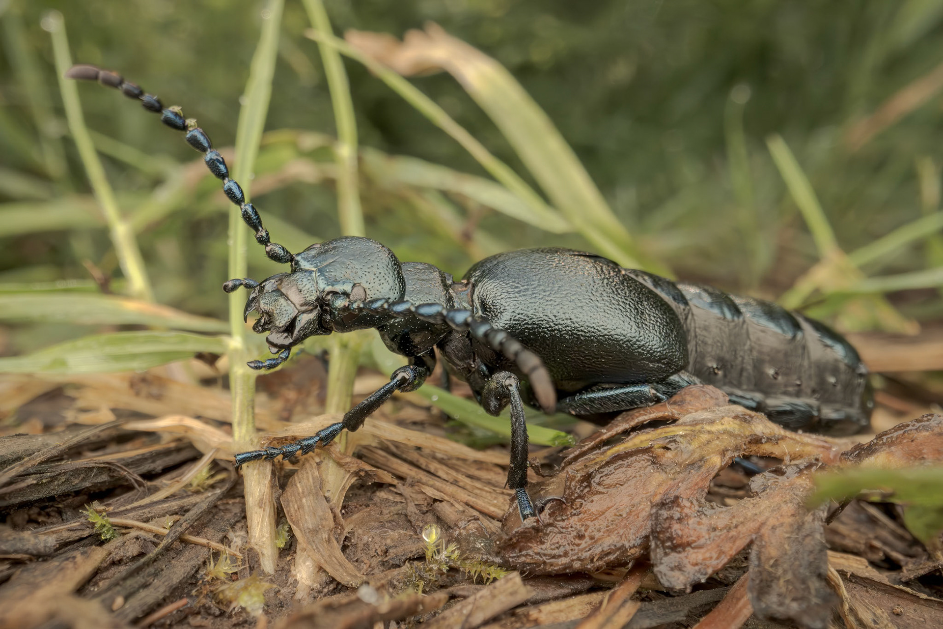 Violet Oil Beetle (Meloe violaceus)