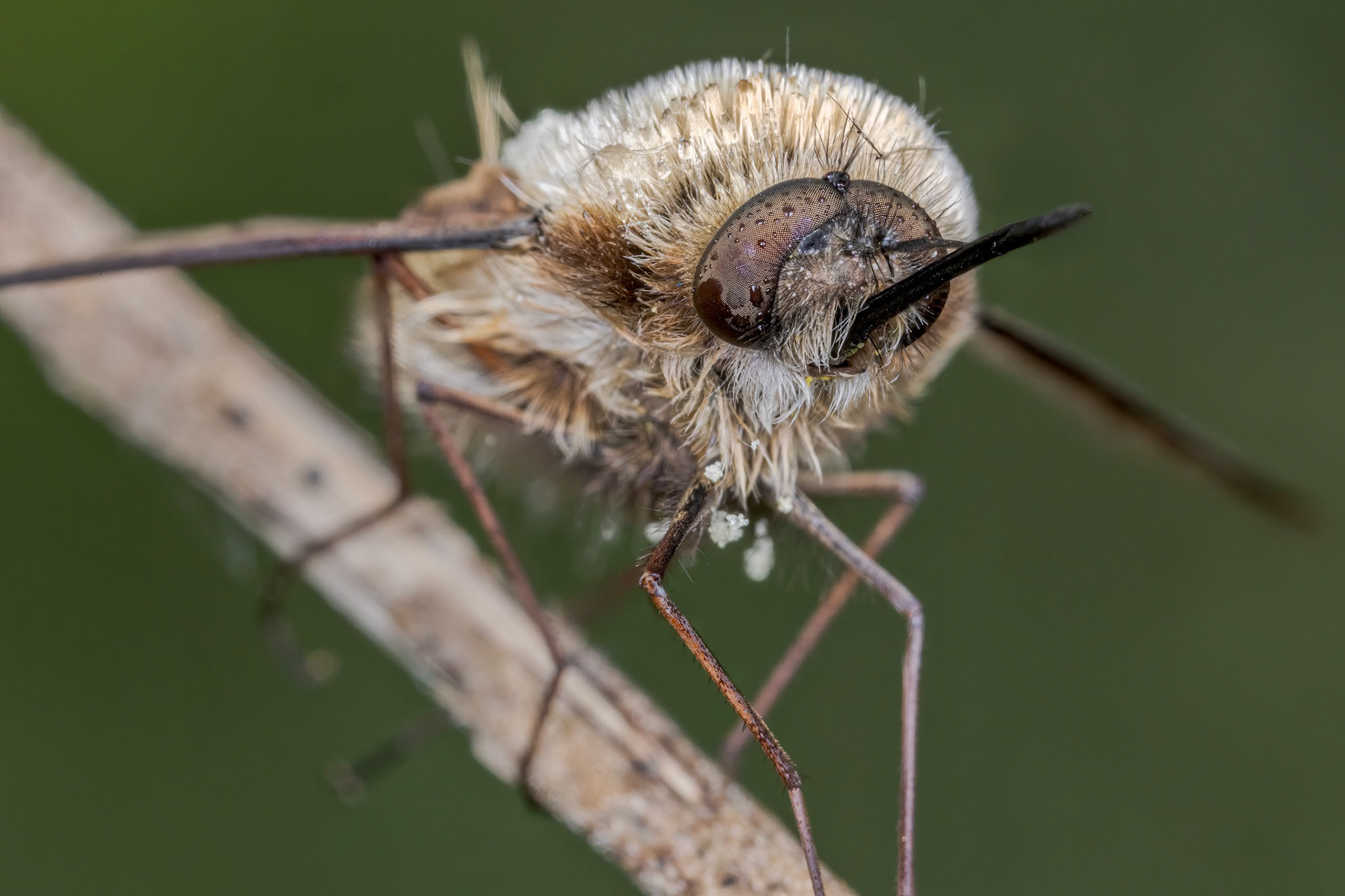 Bombyliidae - Bee flies