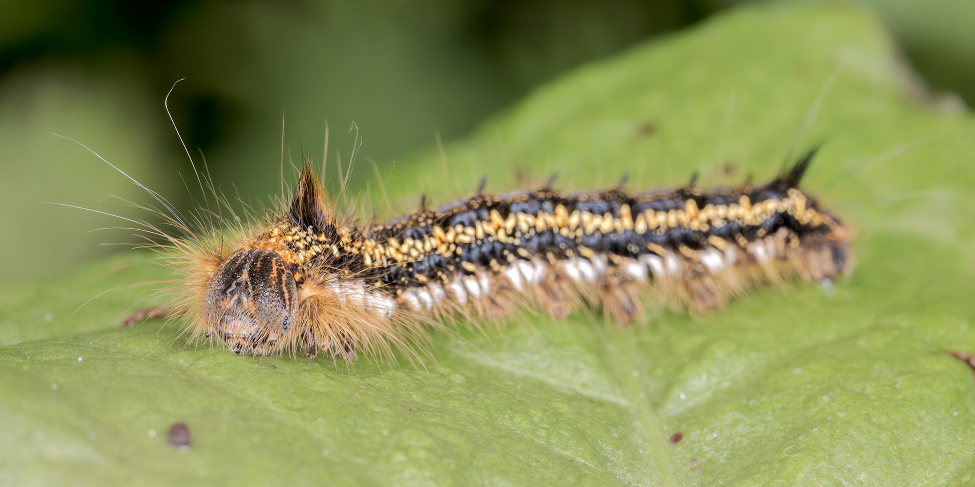 Drinker Moth Caterpillar (Euthrix potatoria)