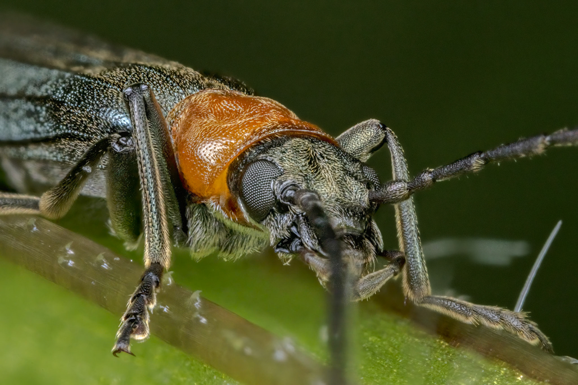 False blister beetles (Ischnomera sanguinicollis)