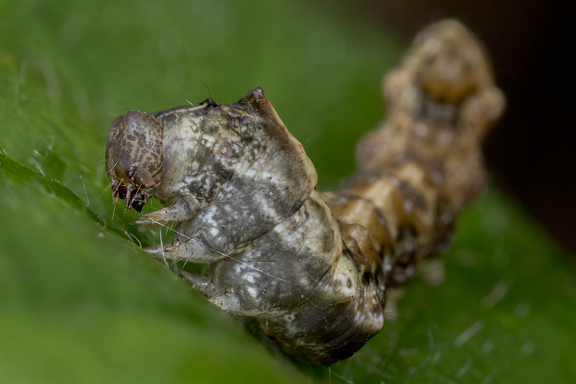 Dark Spectacle caterpillar (Abrostola triplasia)