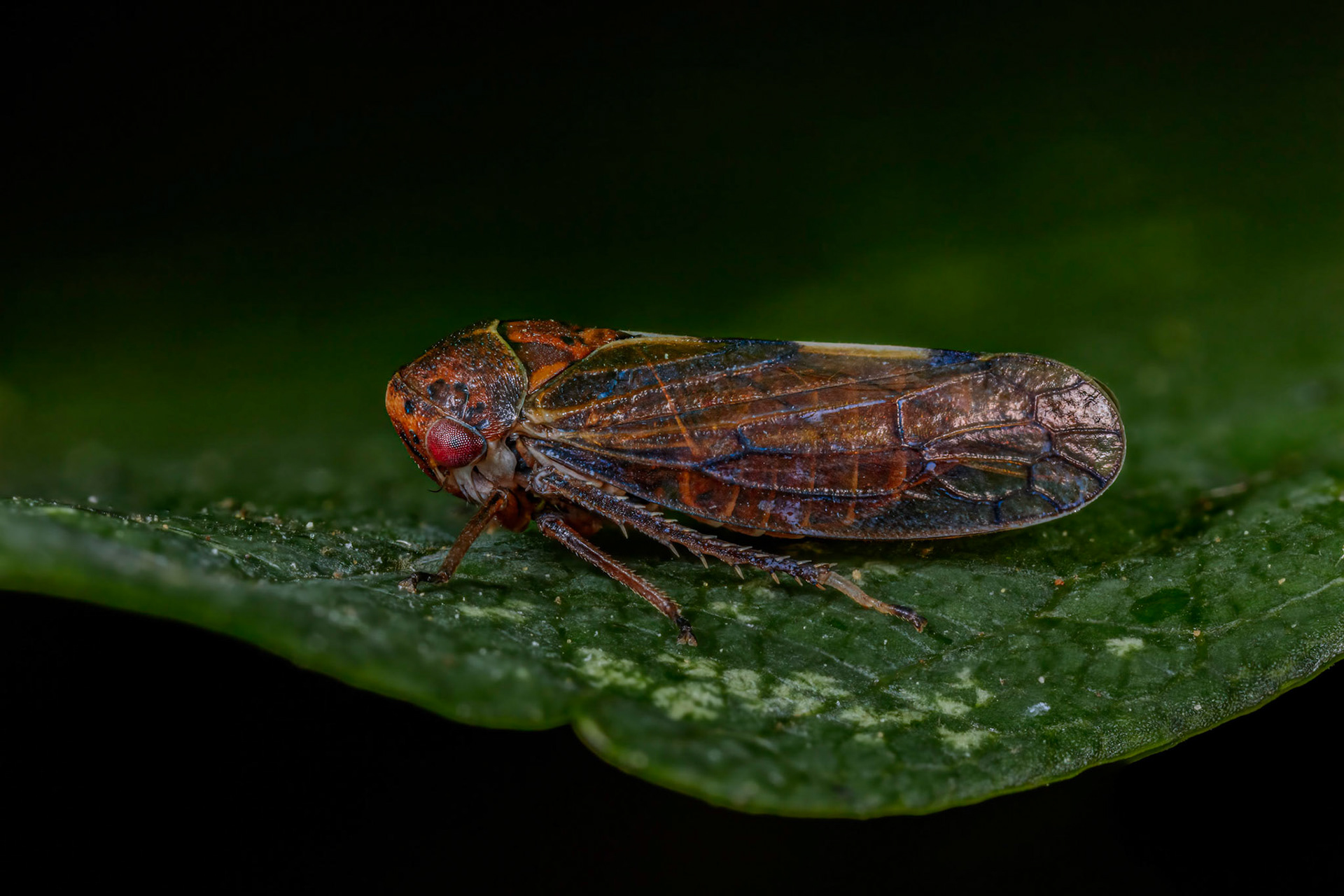 Leafhopper (Oncopsis tristis)
