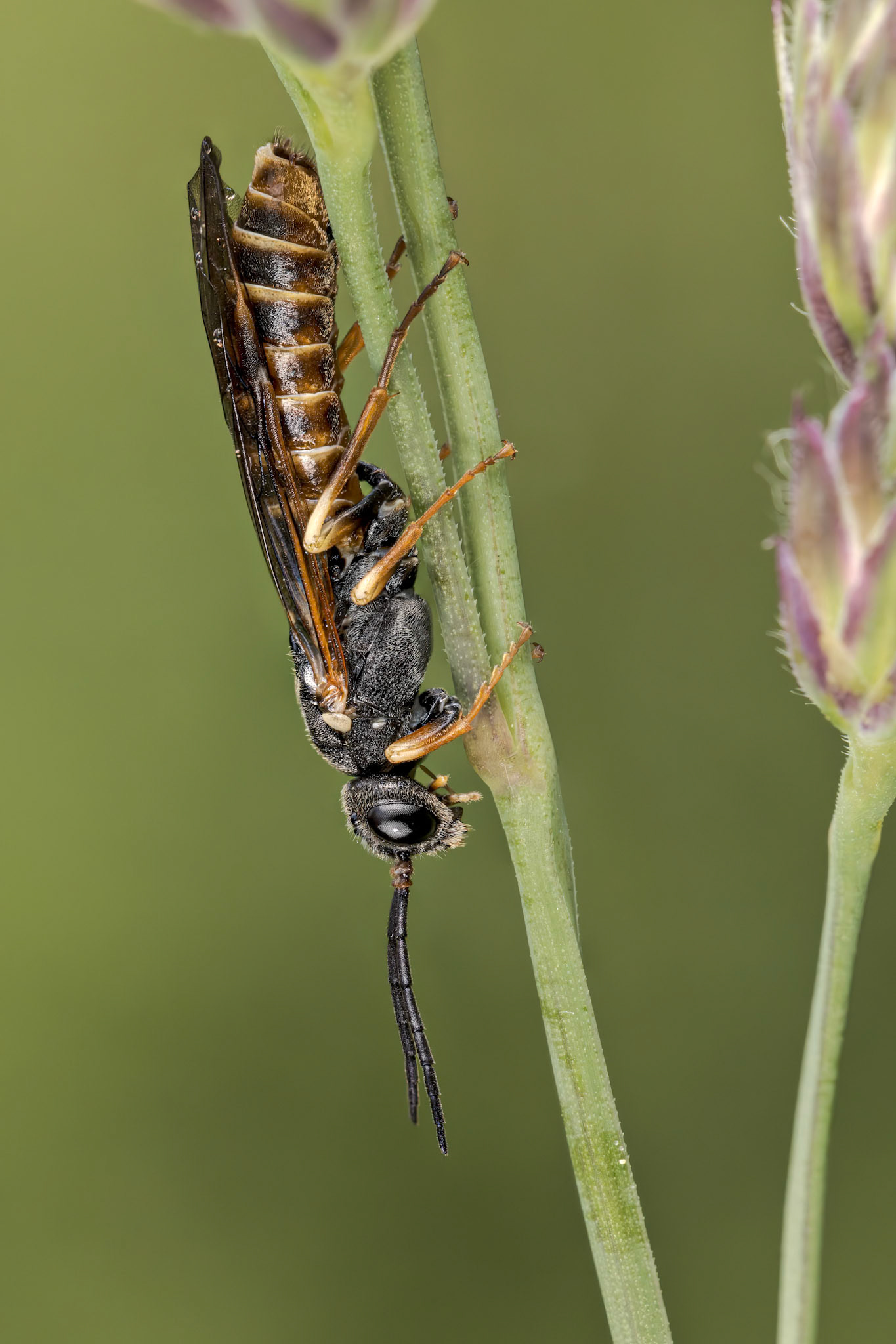 Striped Fern-sawfly (Strongylogaster multifasciata)