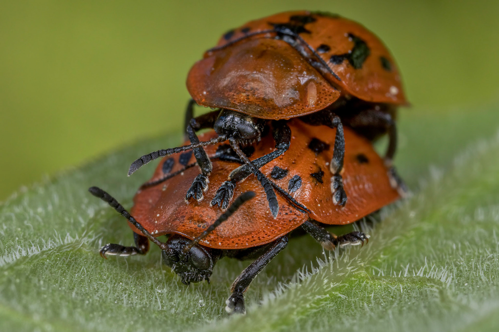 Fleabane Tortoise Beetle (Cassida murraea)