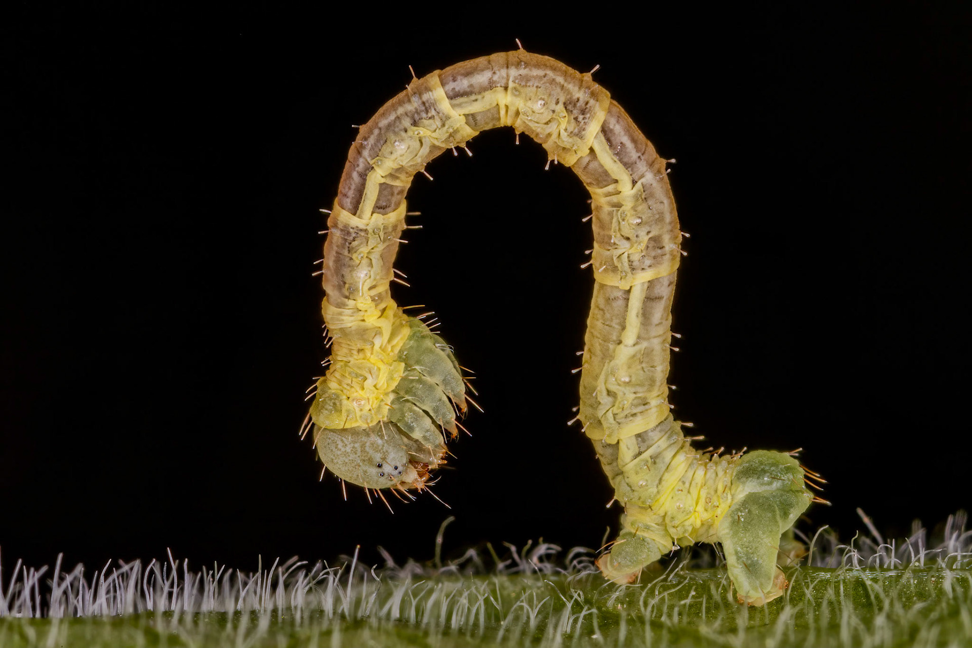 Photo Stack: 5Crop: 3x2Magnification: x6