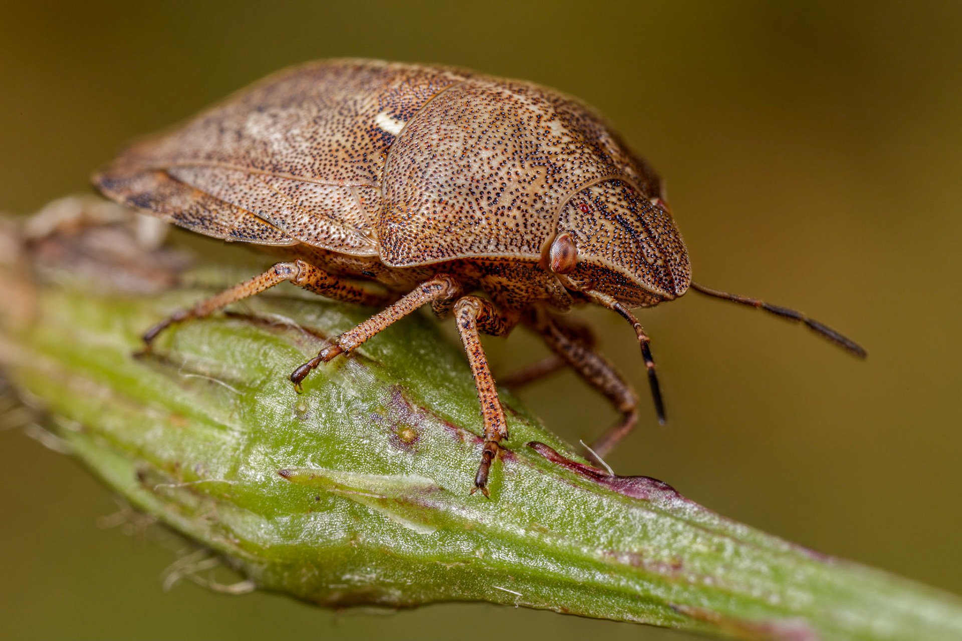 Tortoise ShieldBug (Eurygaster testudinaria)