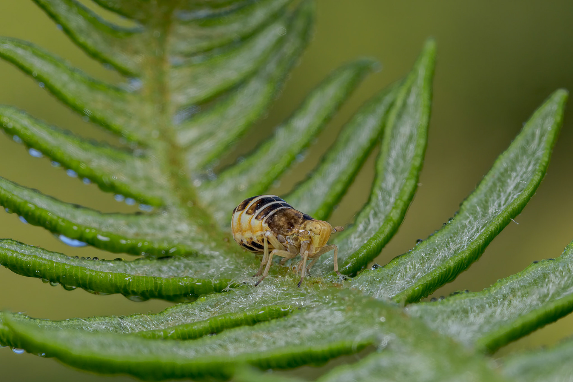 Bracken Planthopper (Ditropis pteridis)