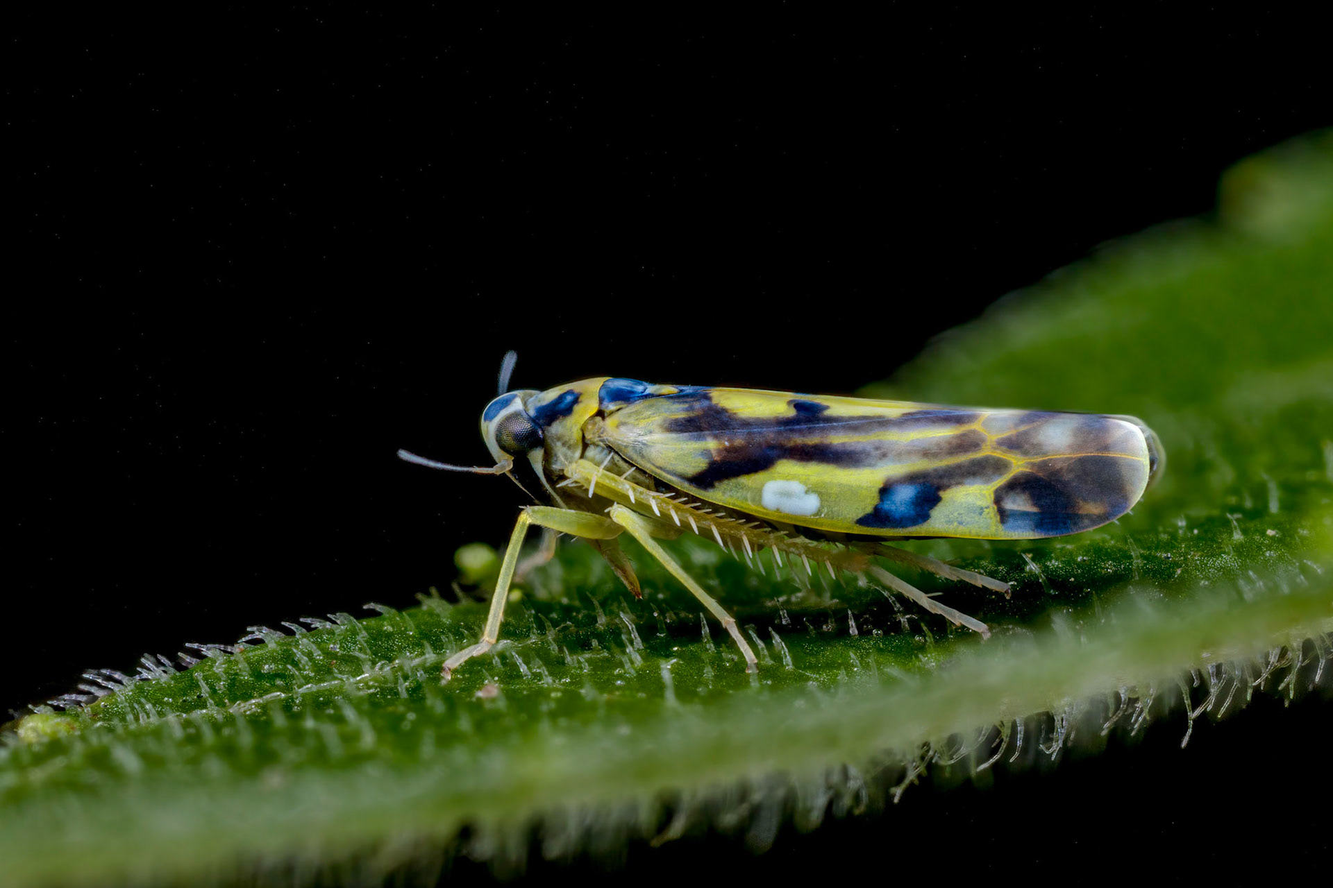 Potato Leafhopper (Eupteryx aurata)