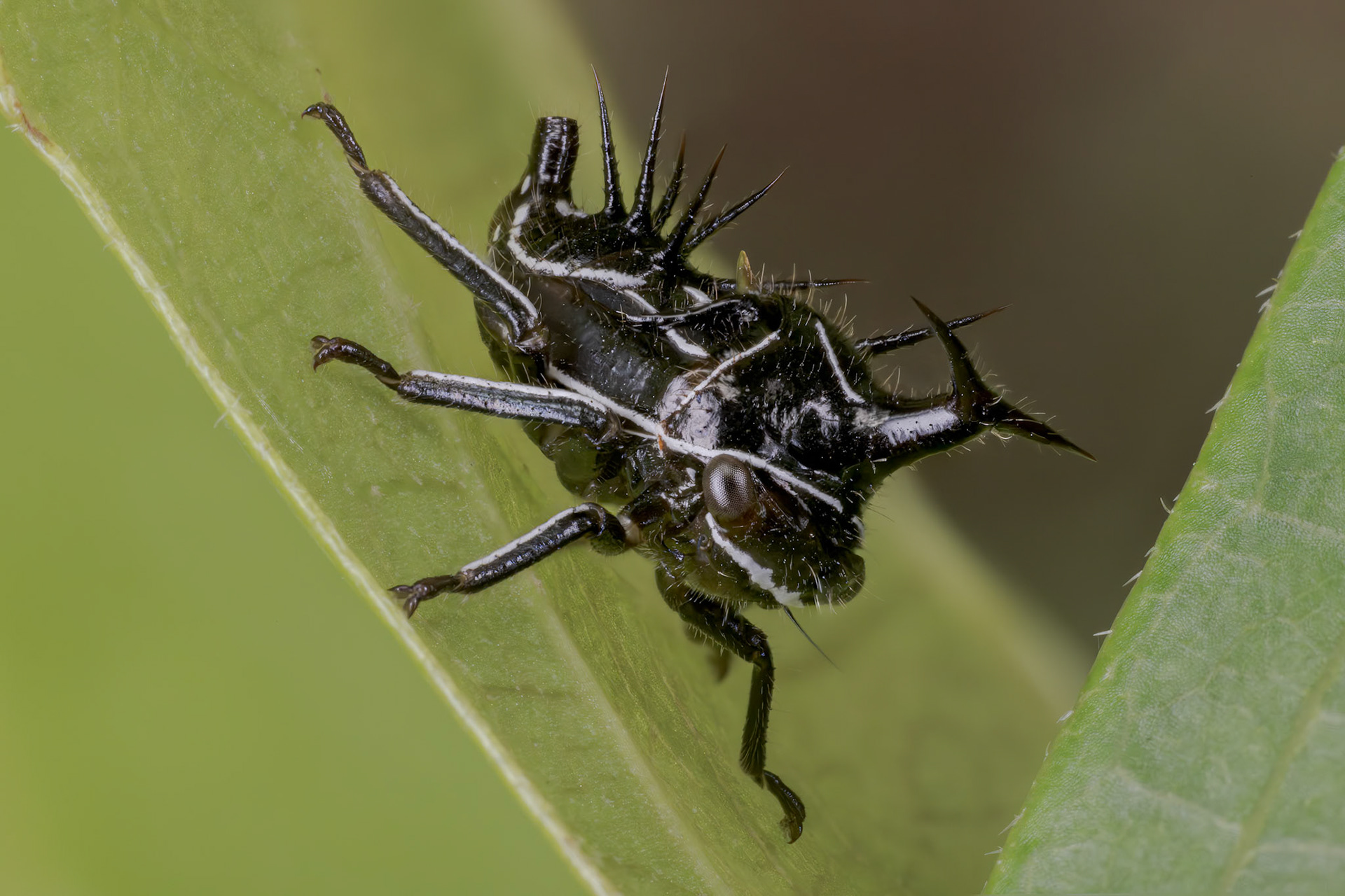 Typical Treehopper Nymph (Membracidae)