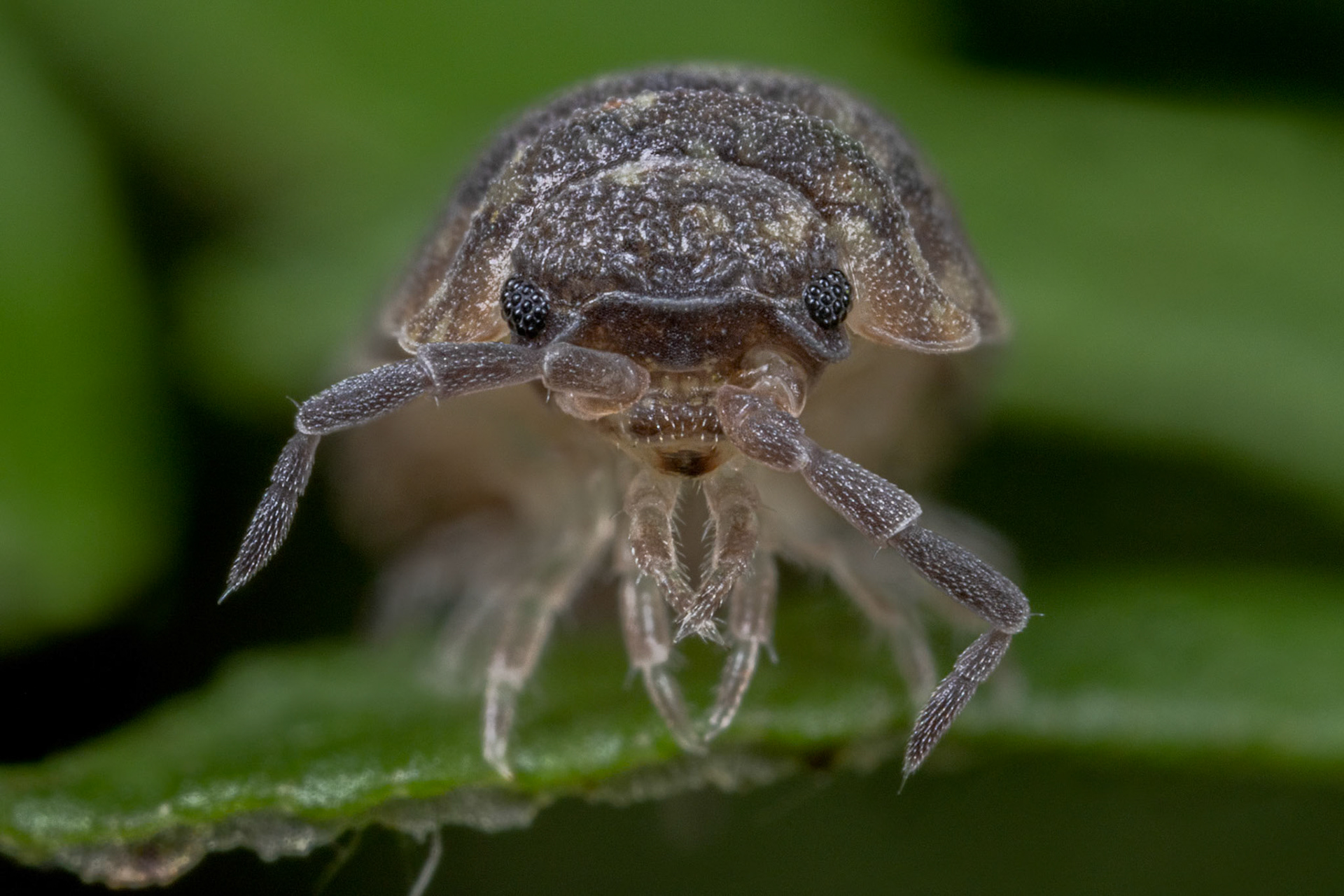 Common Rough Woodlouse (Porcellio scaber)