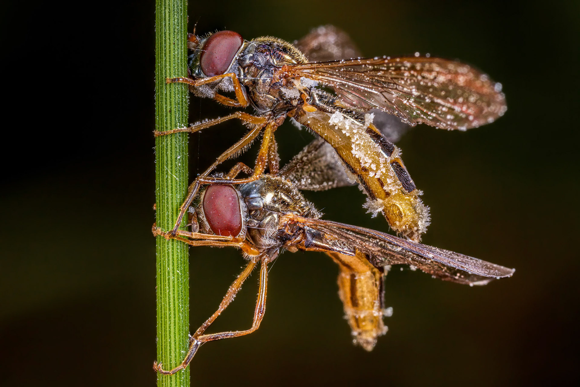 Pied Hoverfly (Scaeva pyrastri)