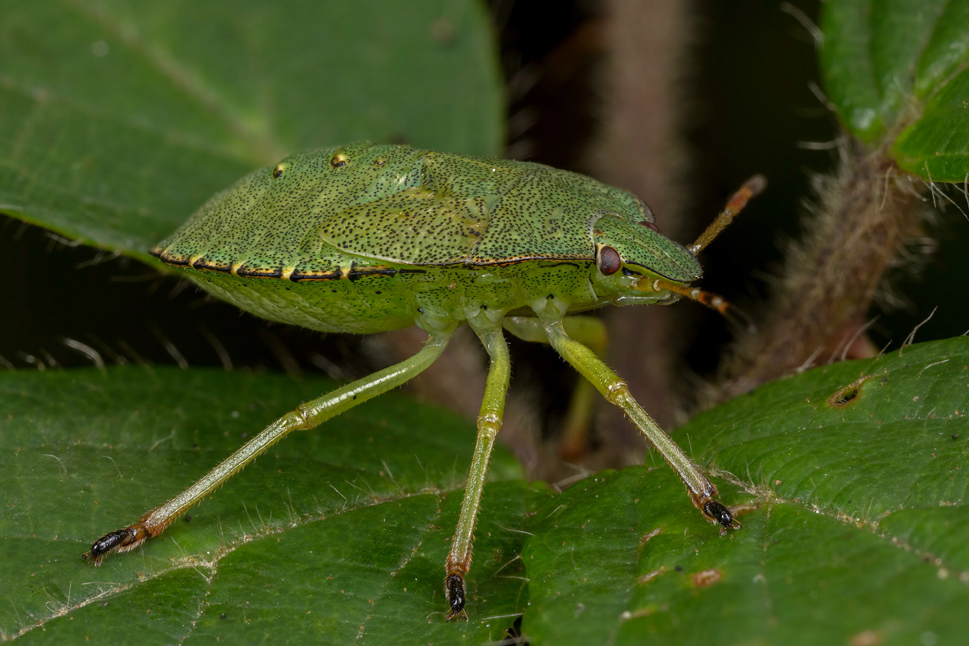 Common Green Shieldbug Nymph (Palomena prasina)