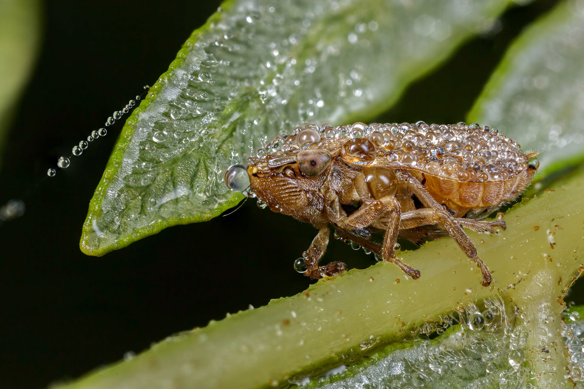 Common Froghopper (Philaenus spumarius)