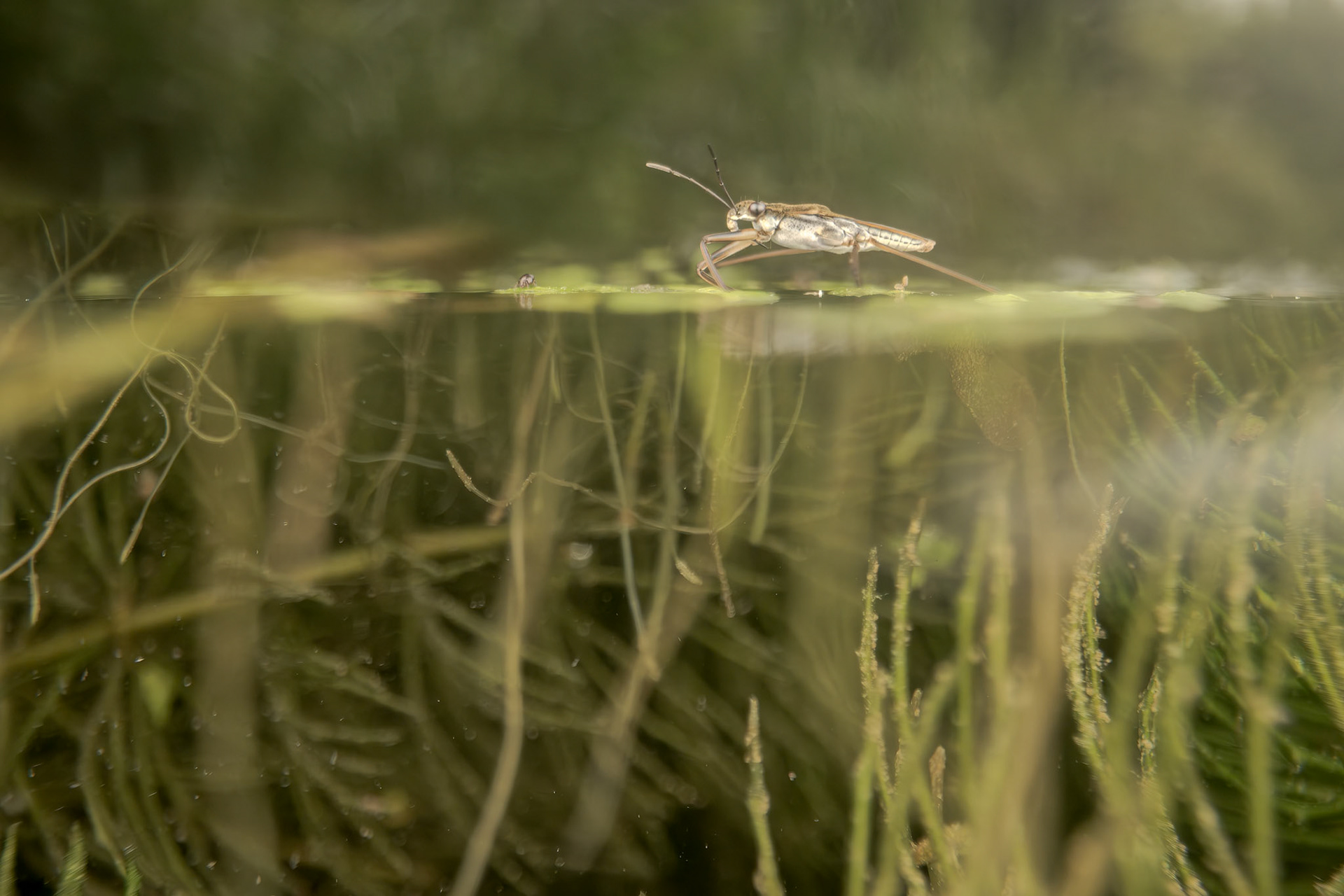Eurasian Common Pond Skater (Gerris lacustris)