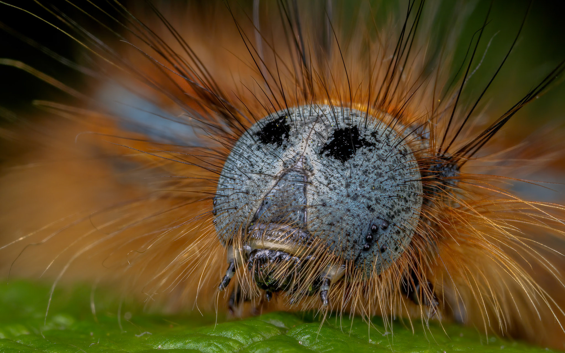 Lackey Moth Caterpillar