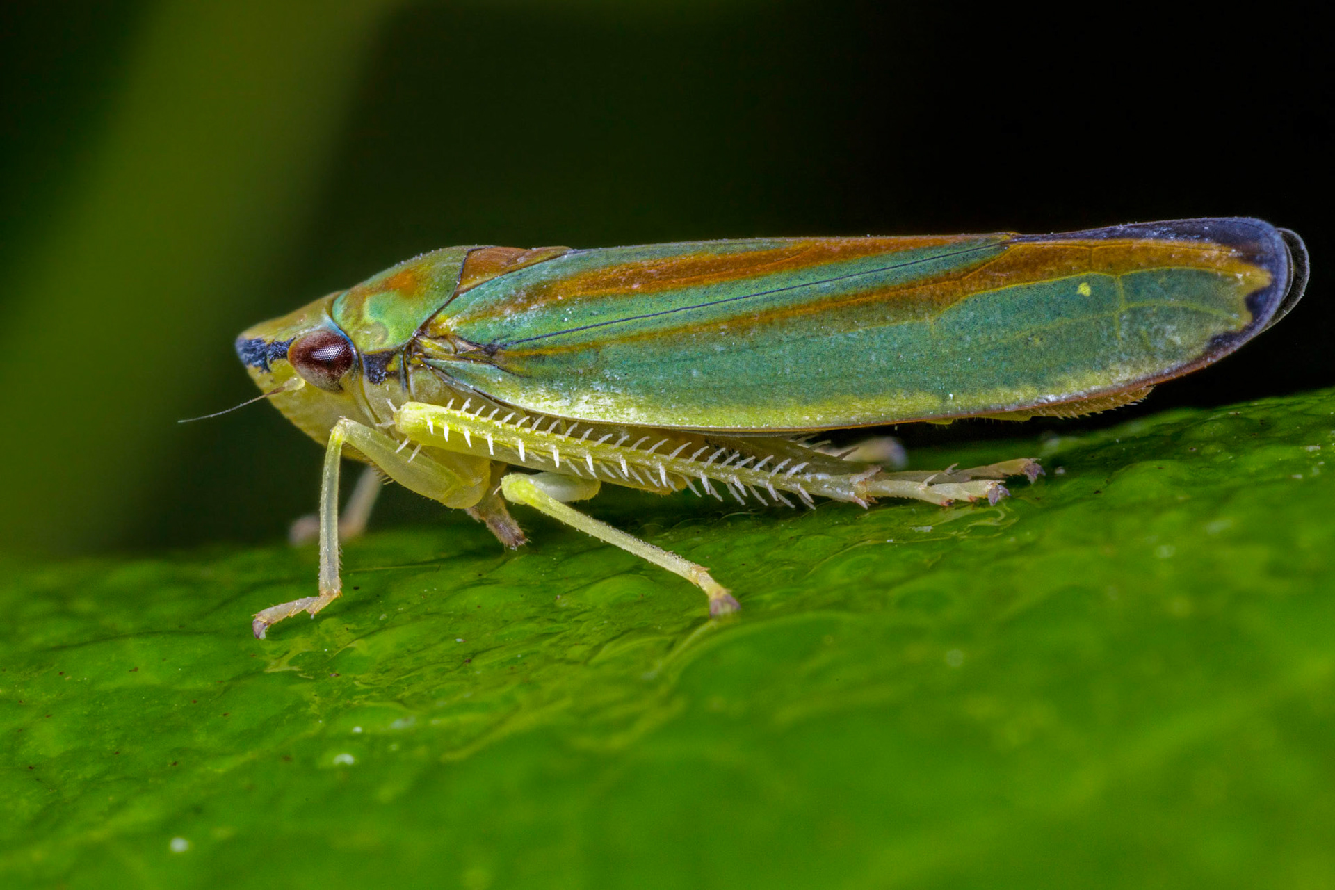 Rhododendron Leafhopper (Graphocephala fennahi)