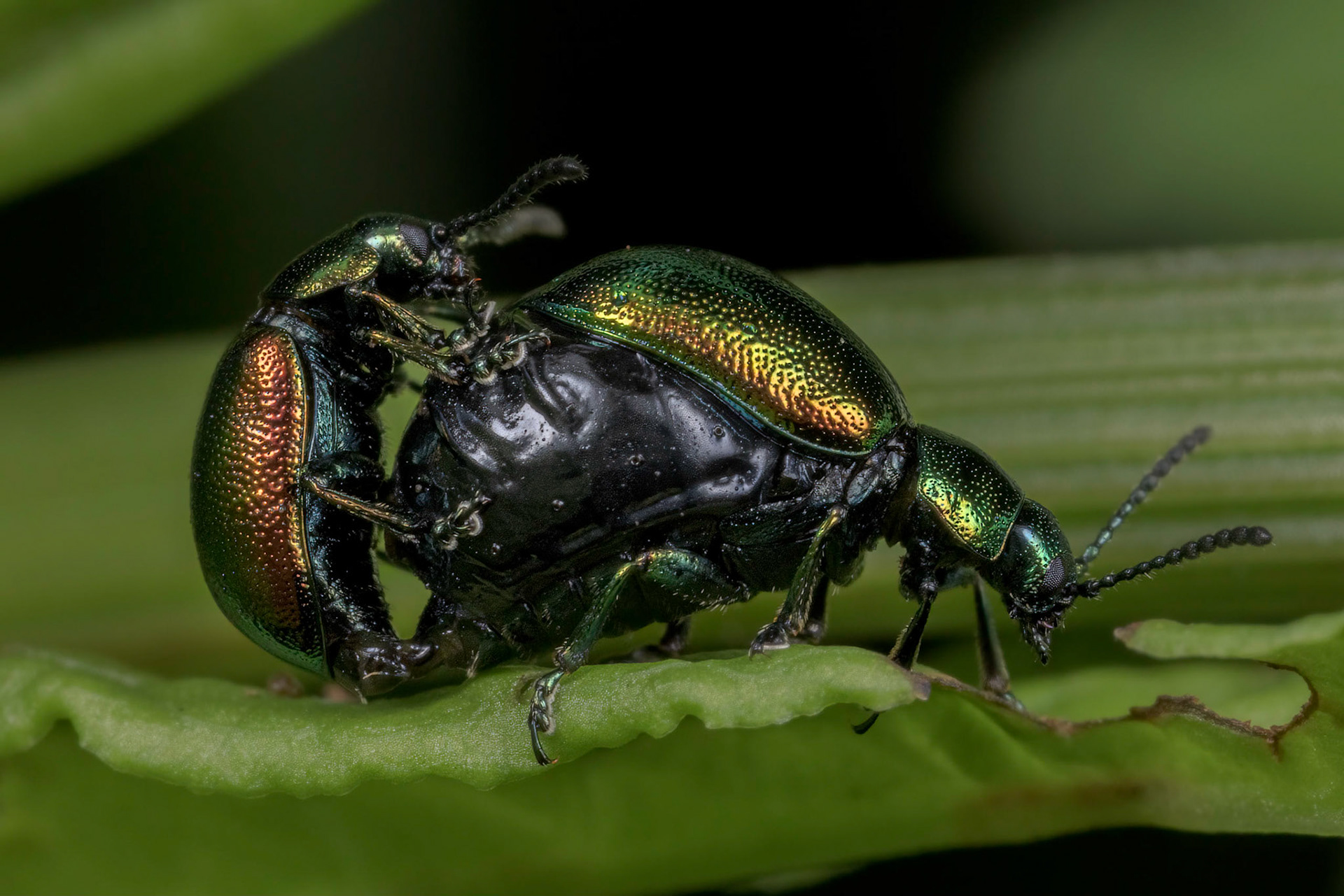Green Dock Beetle (Gastrophysa viridula)