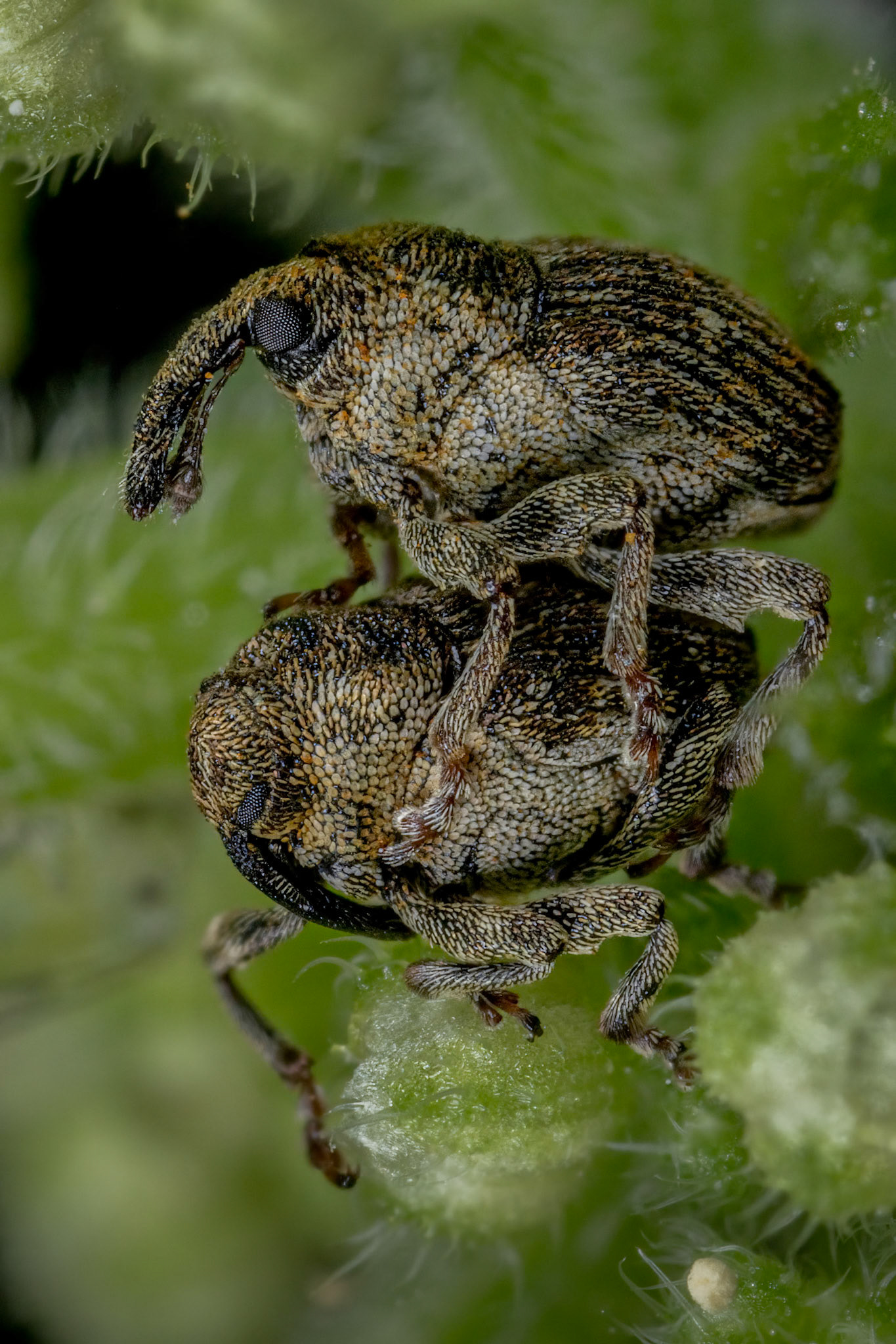 Nedyus quadrimaculatus