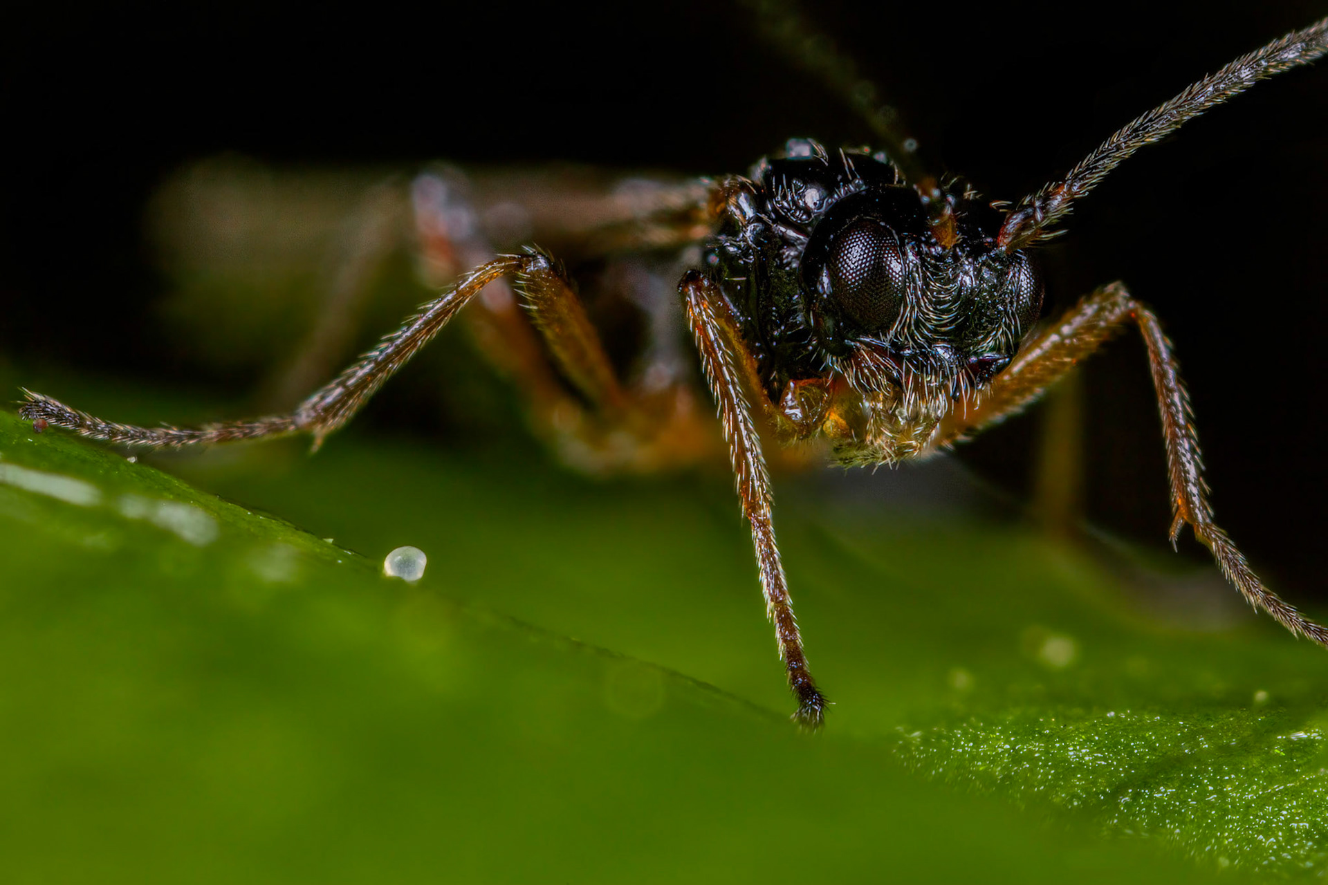 Photo Stack: 21Crop: 2x3Magnification: 10x