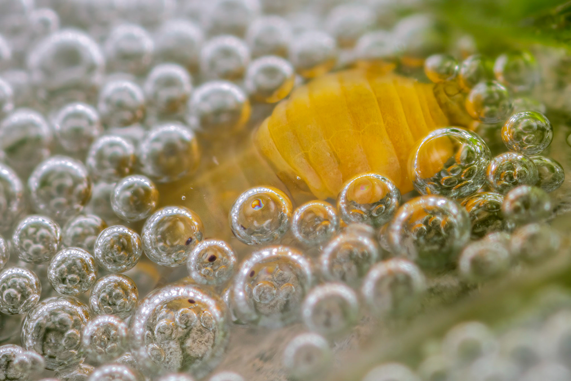 Spittlebug (Philaenus spumarius)