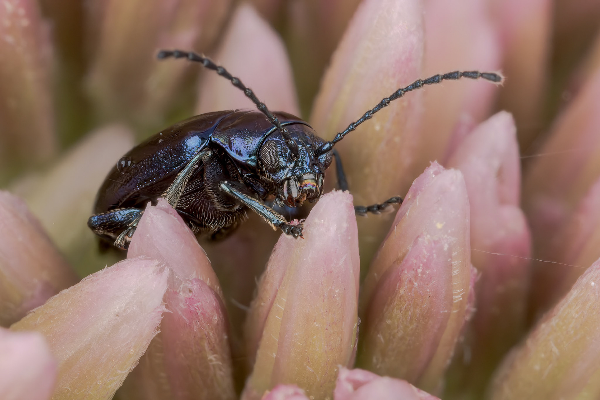 Flea-Beetle (Altica)