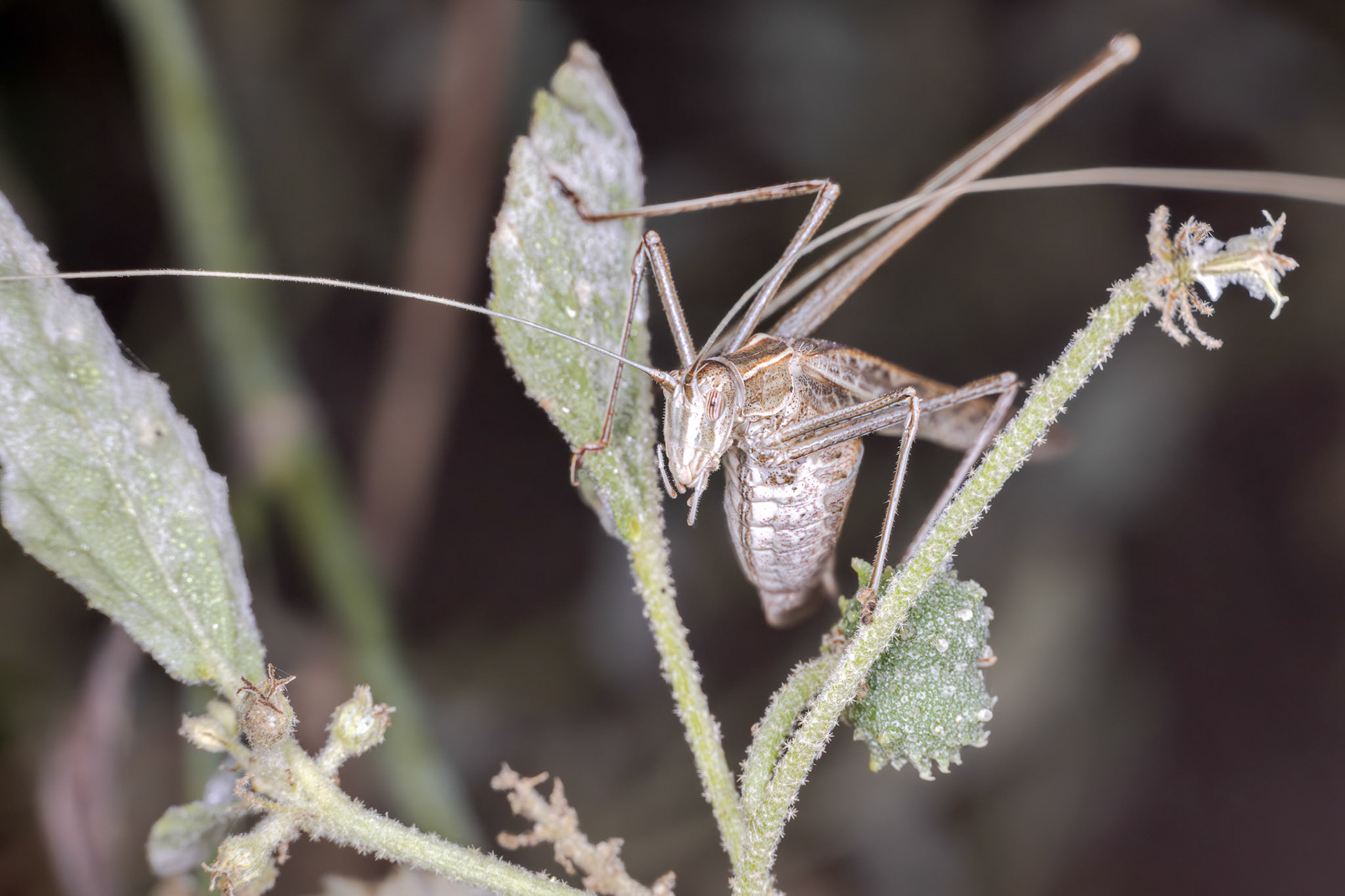 Lily Bush-Cricket (Tylopsis lilifolia)